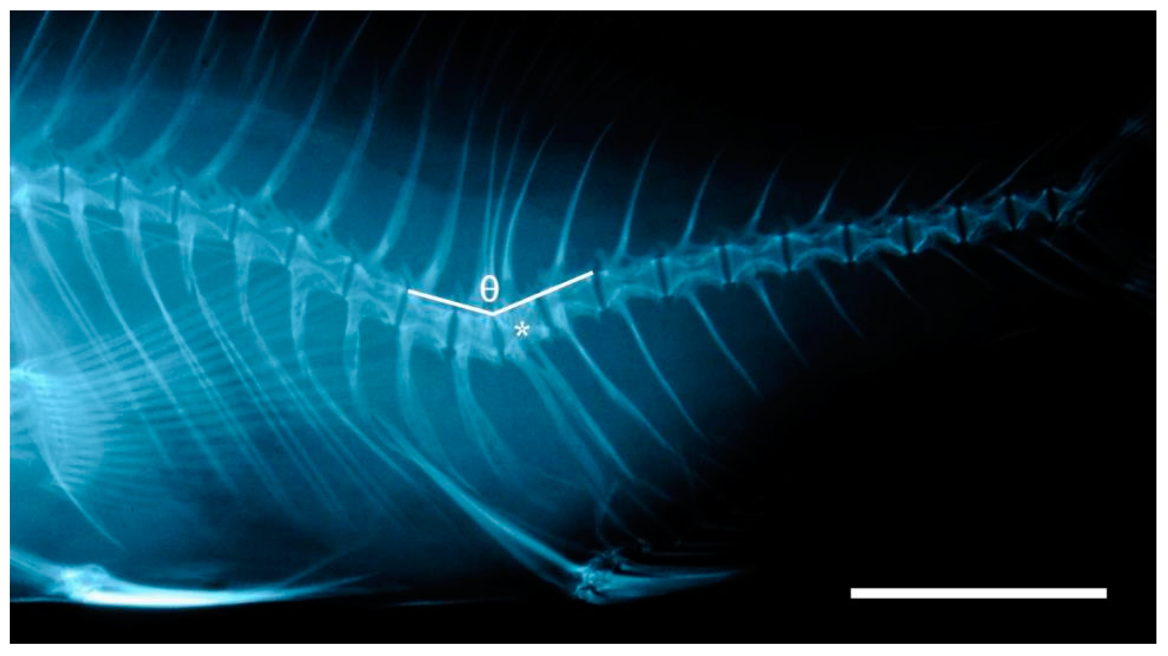 Animals 13 00557 g001