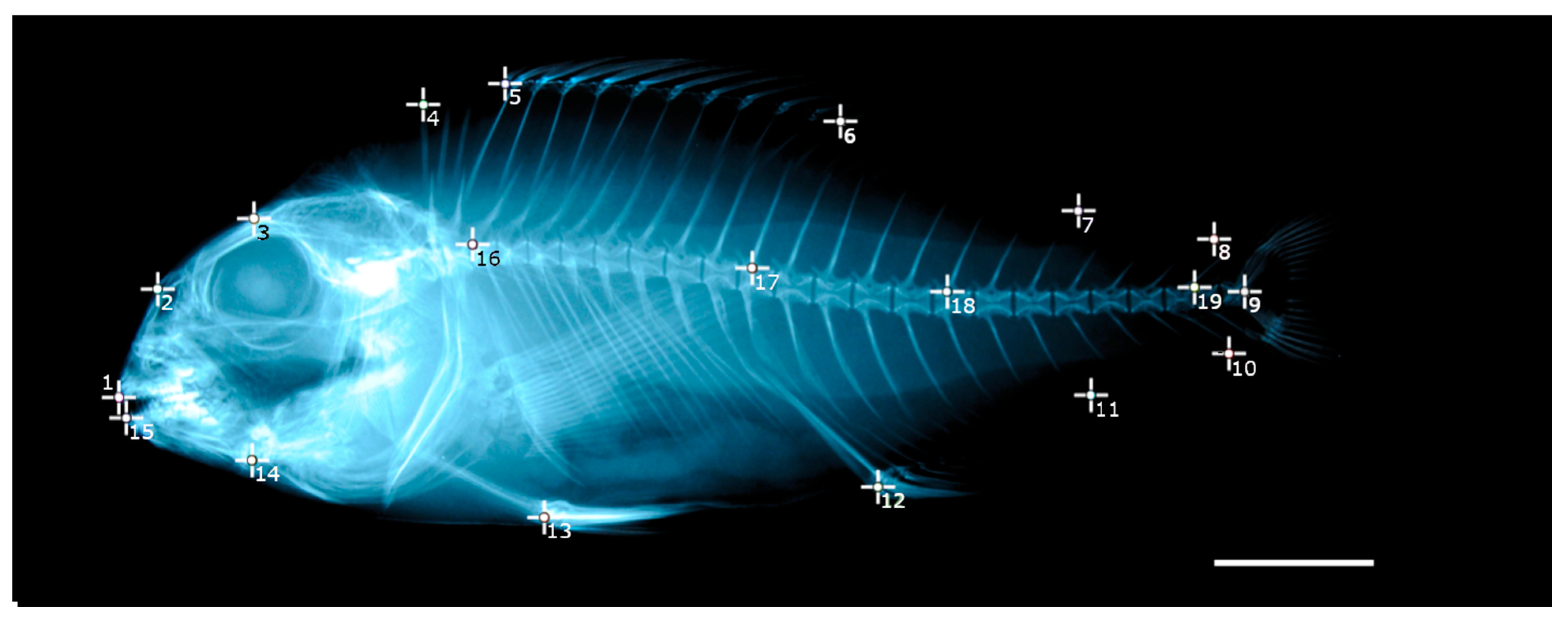 Animals 13 00557 g002