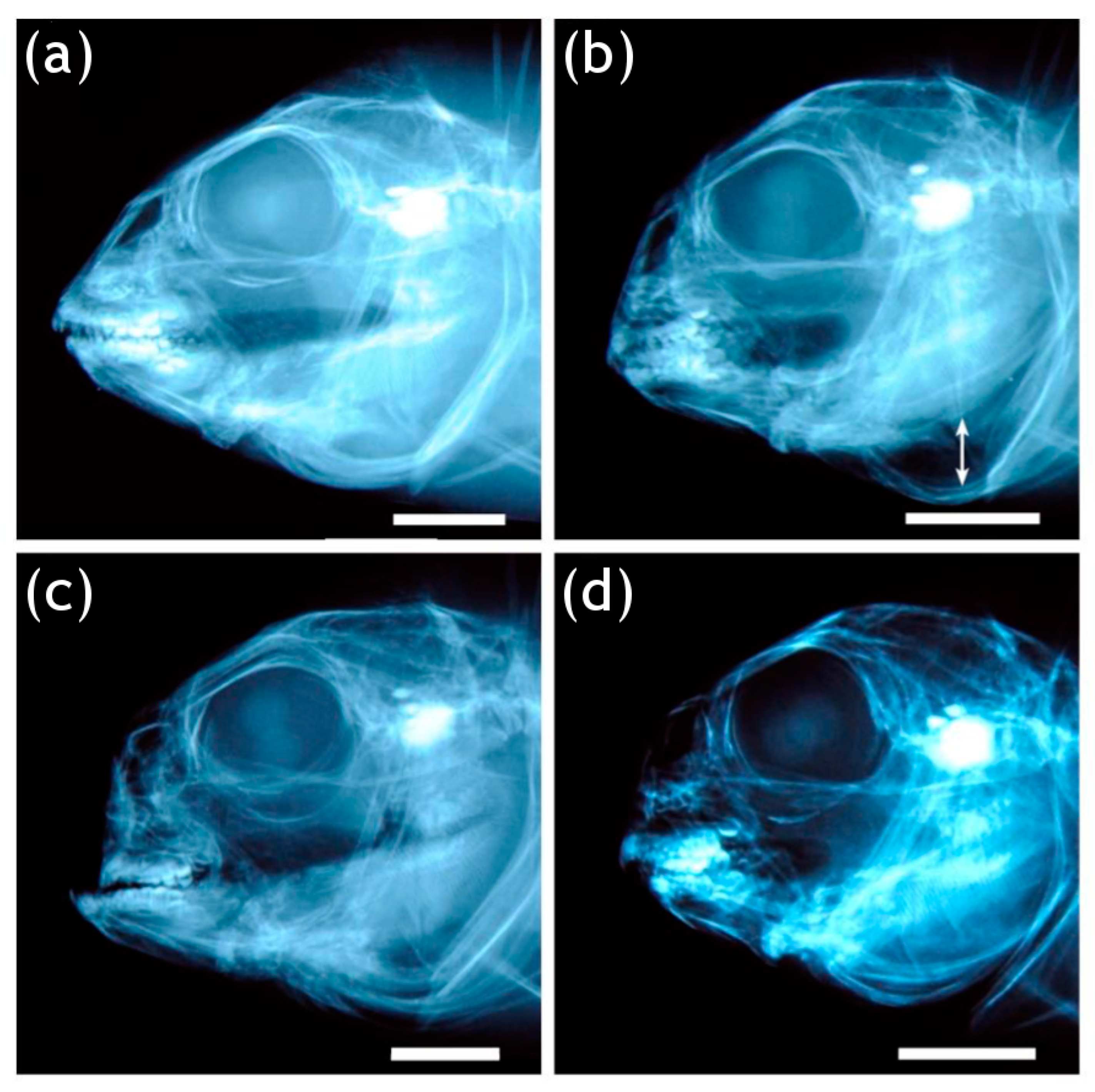 Animals 13 00557 g004