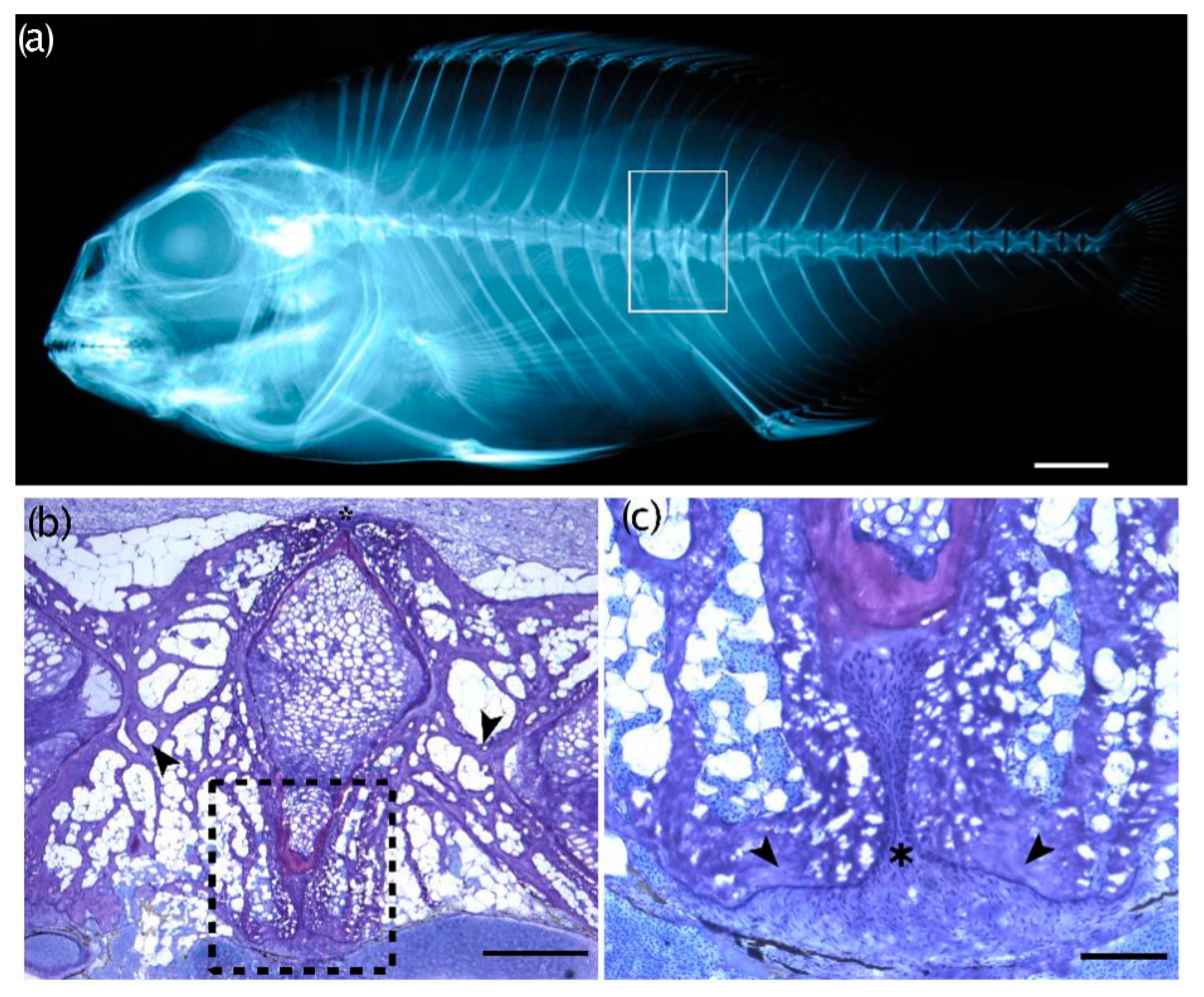 Animals 13 00557 g010