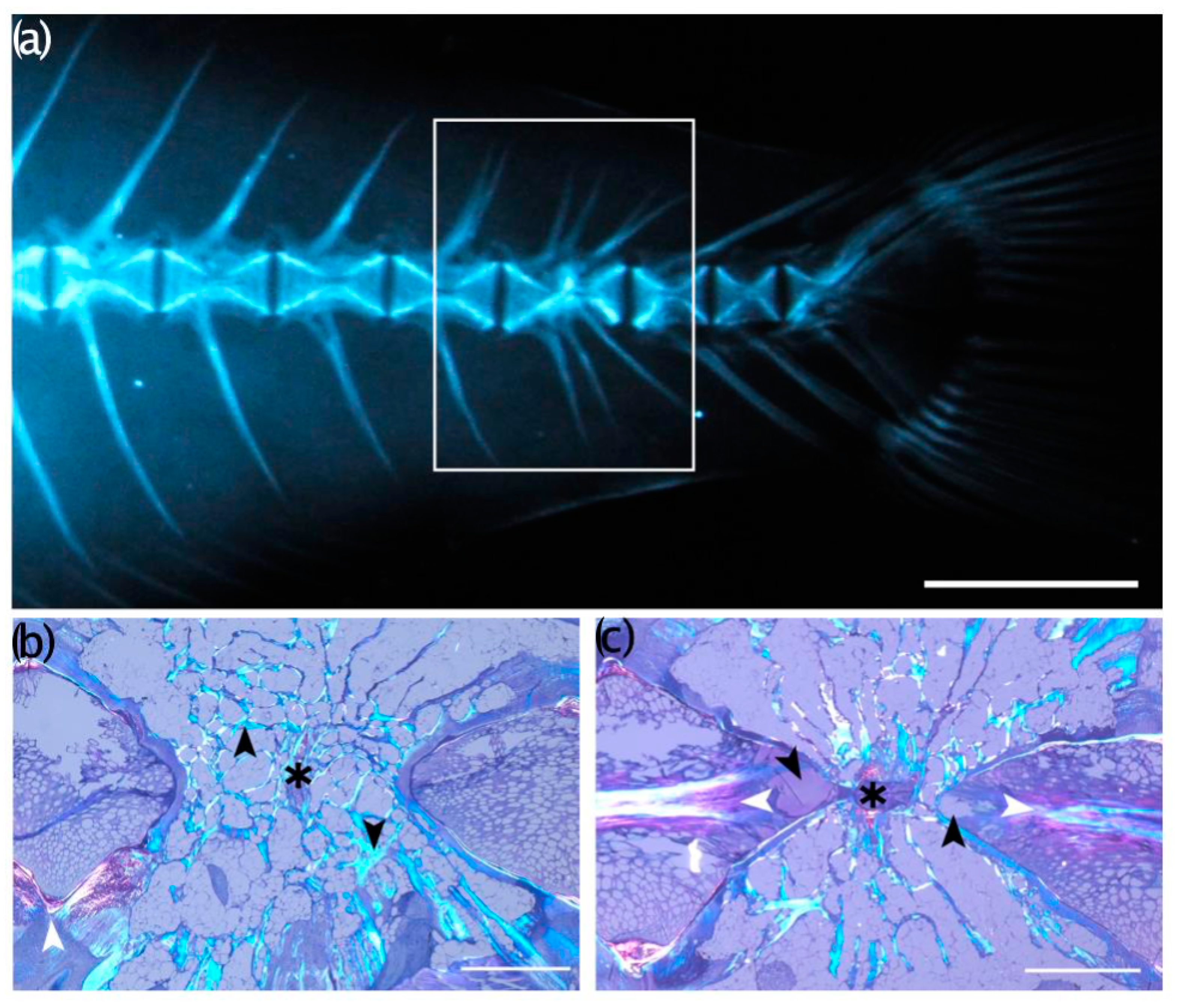 Animals 13 00557 g011