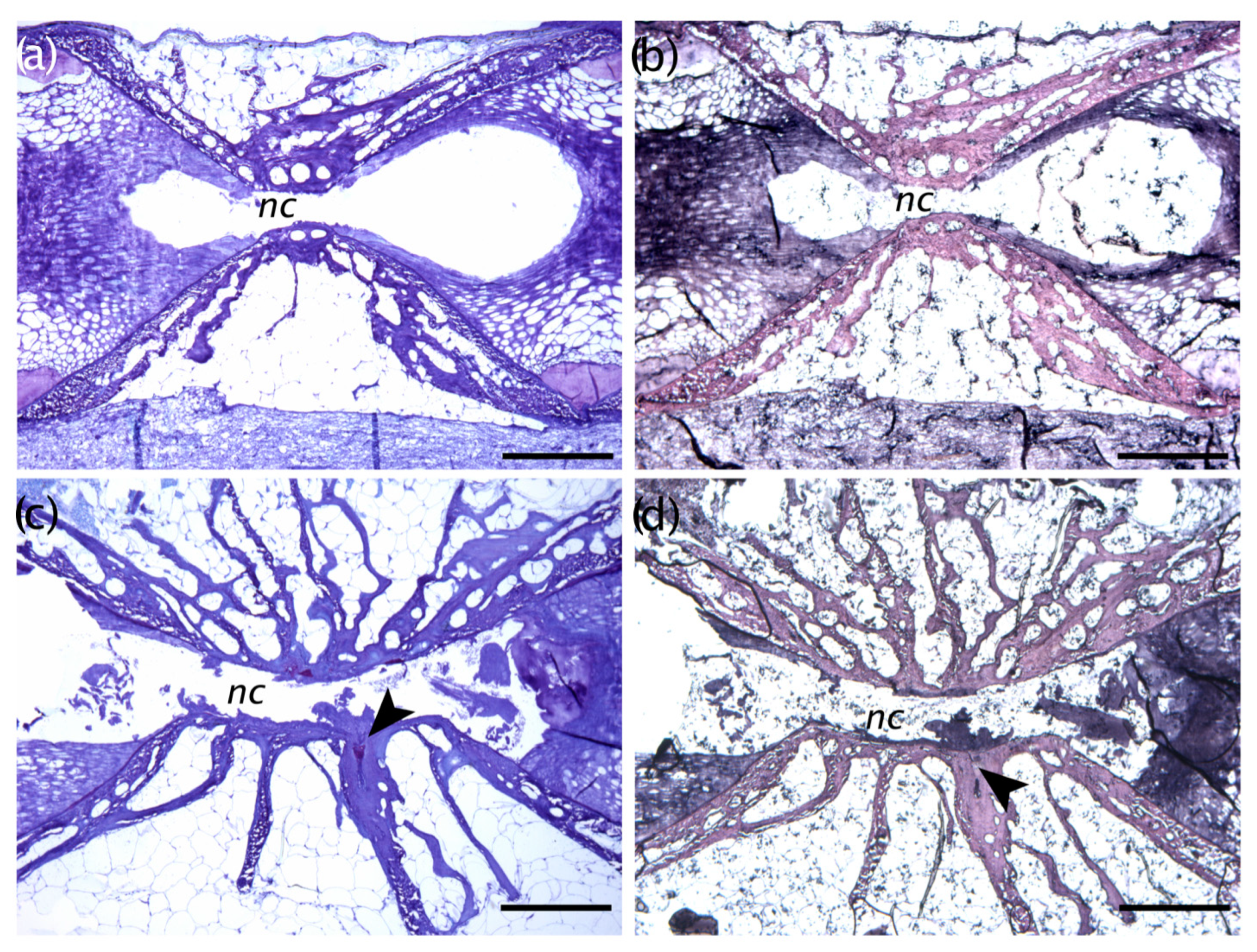 Animals 13 00557 g012