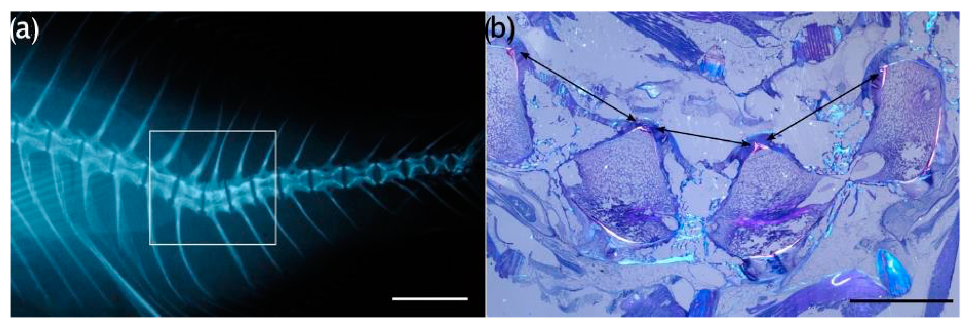 Animals 13 00557 g013