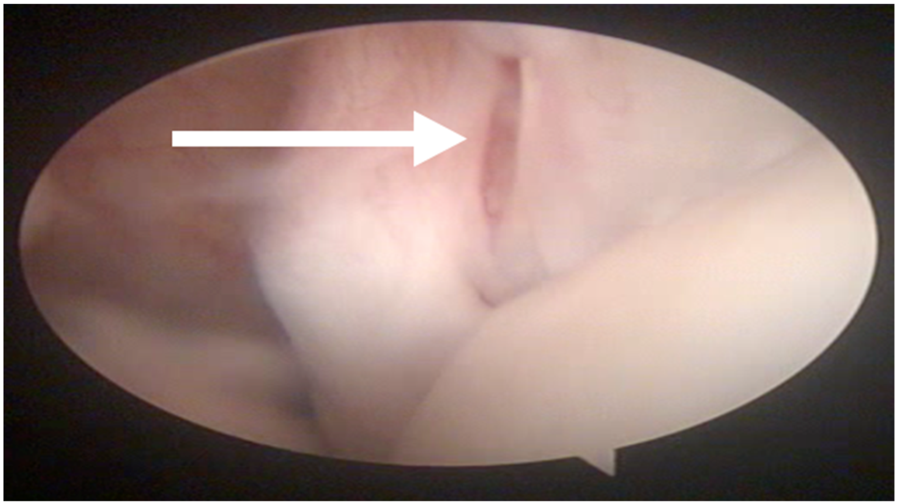 Animals 13 00592 g002