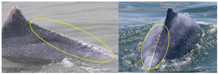 Animals 13 00608 i002