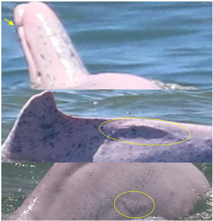 Animals 13 00608 i005