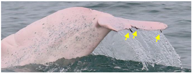 Animals 13 00608 i008