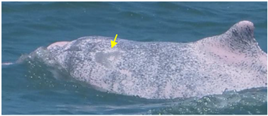 Animals 13 00608 i010