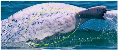 Animals 13 00608 i011