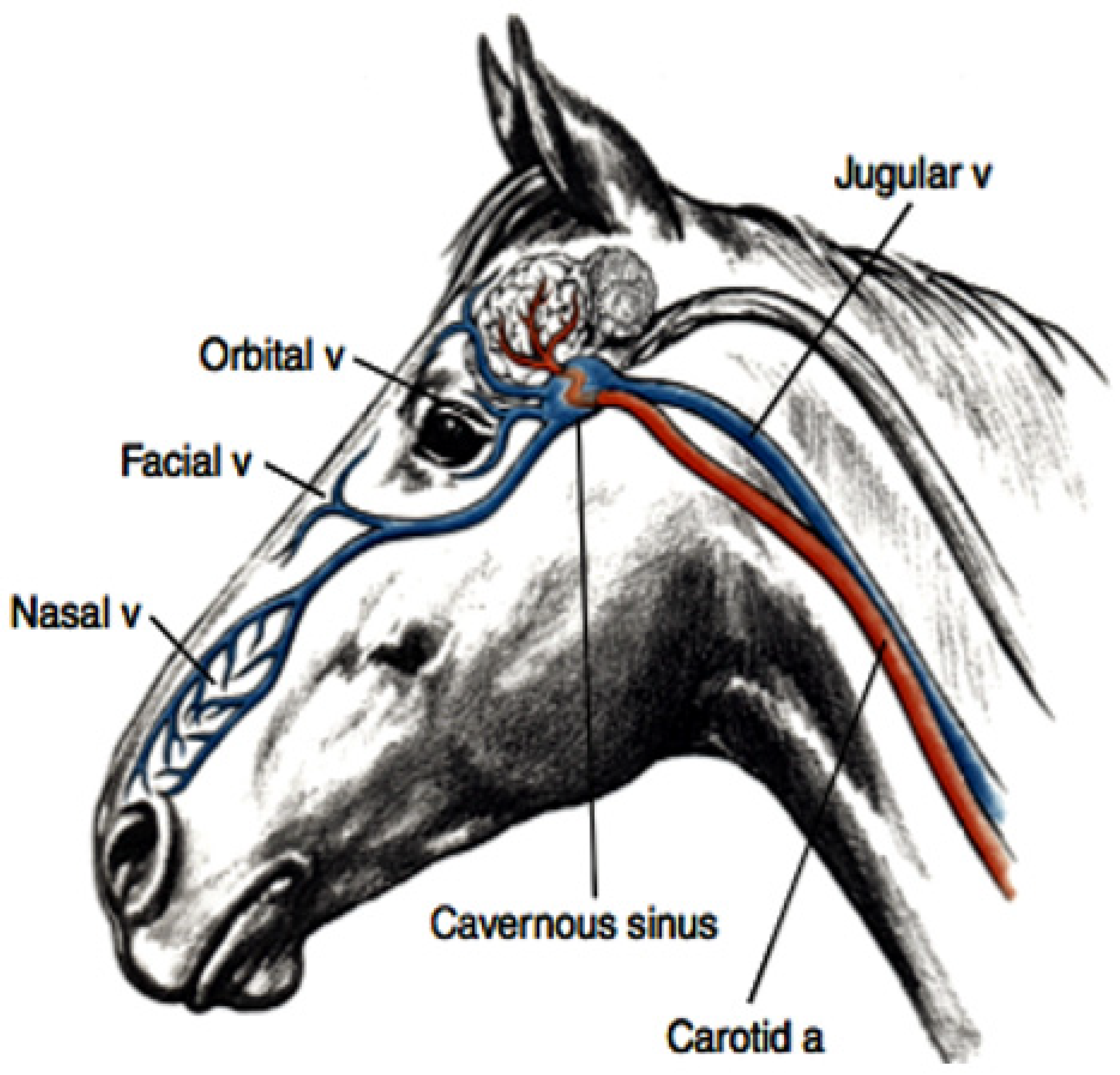 Animals 13 00610 g003