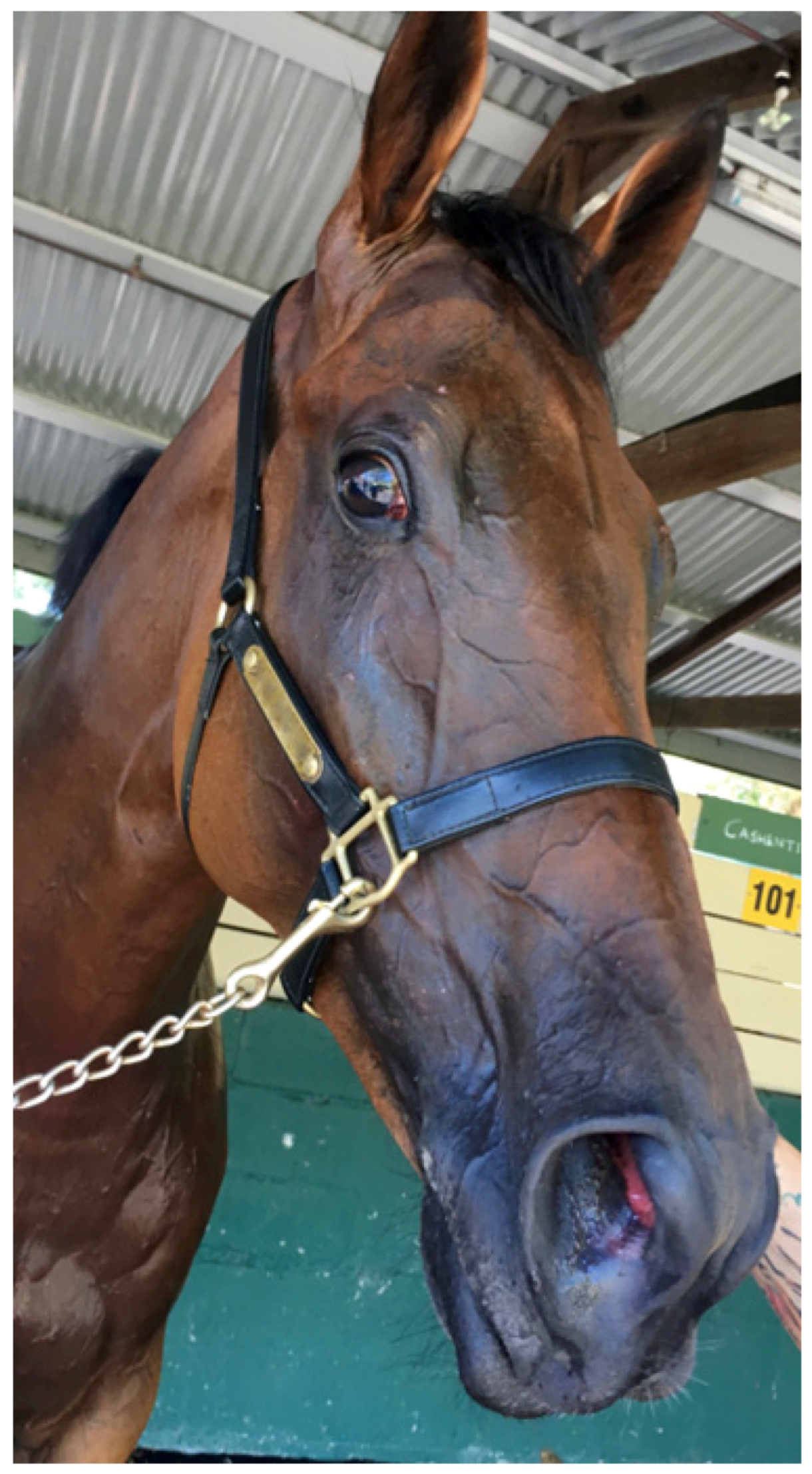 Animals 13 00610 g004