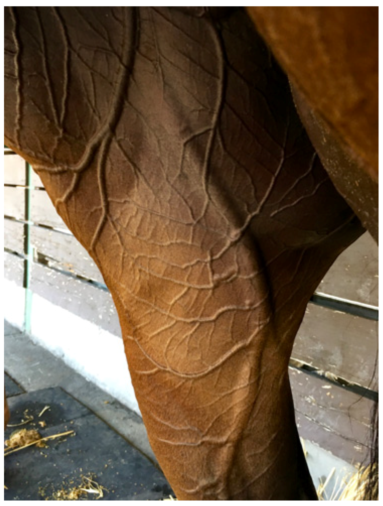 Animals 13 00610 g006