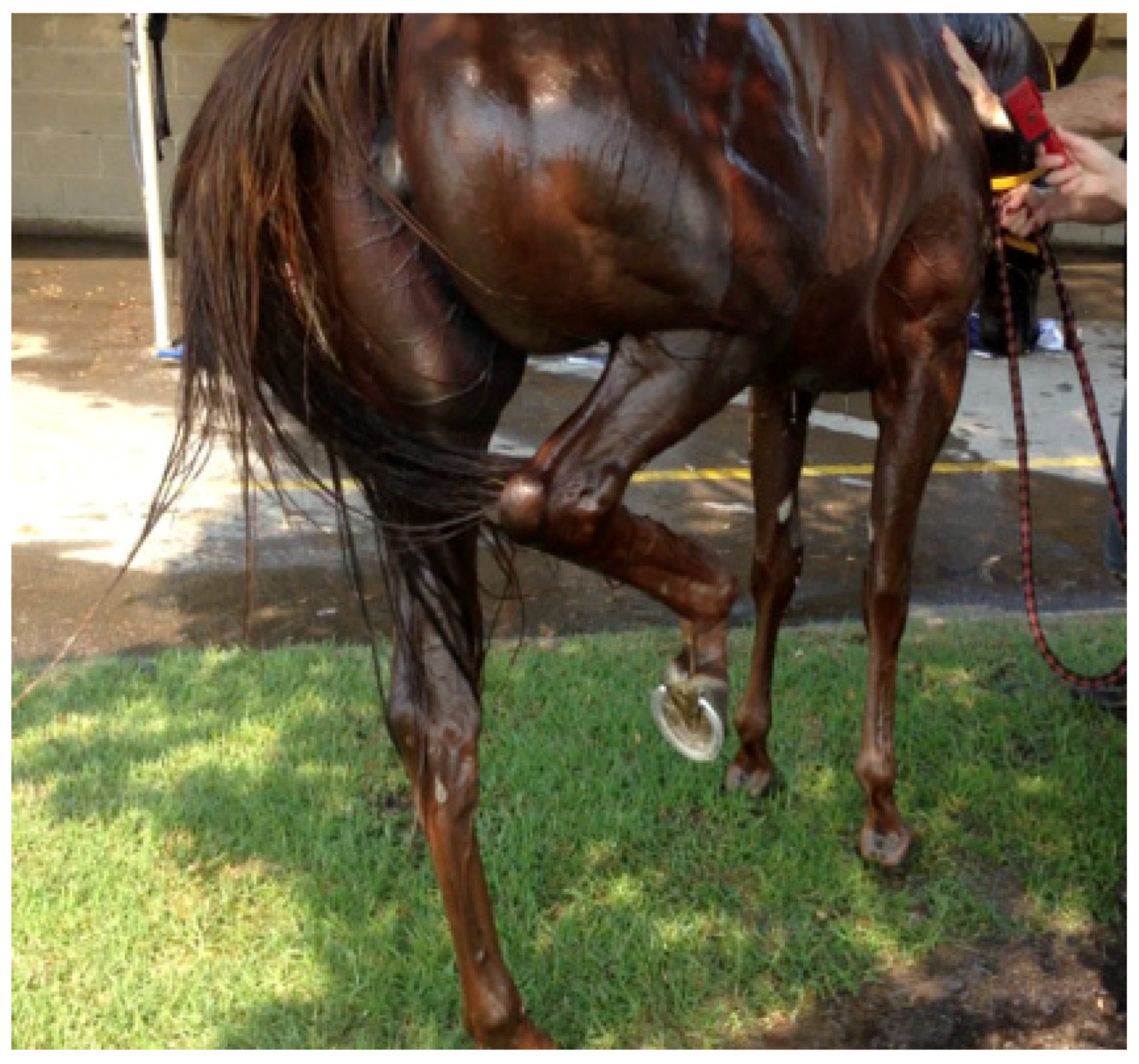 Animals 13 00610 g010