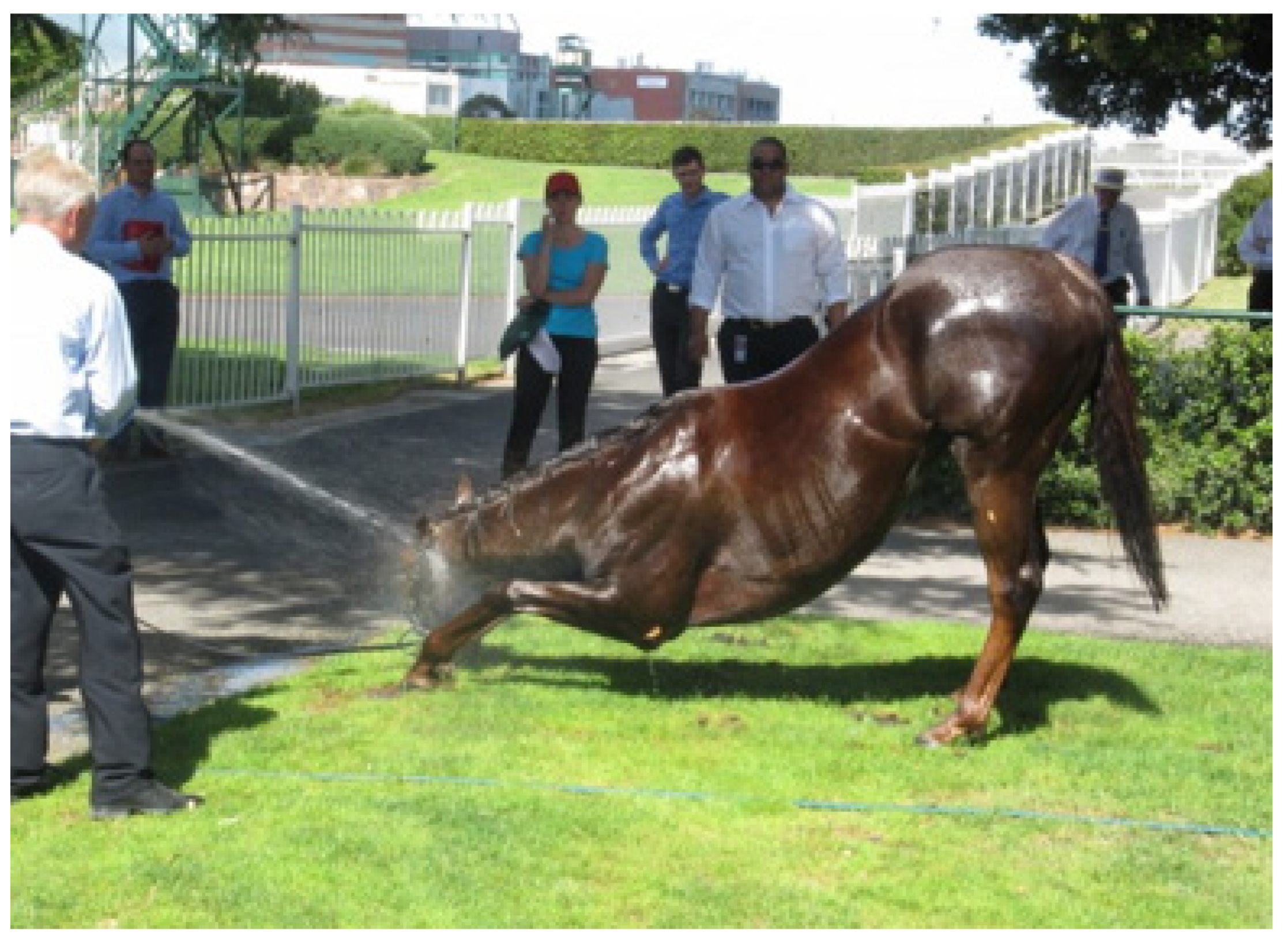 Animals 13 00610 g011