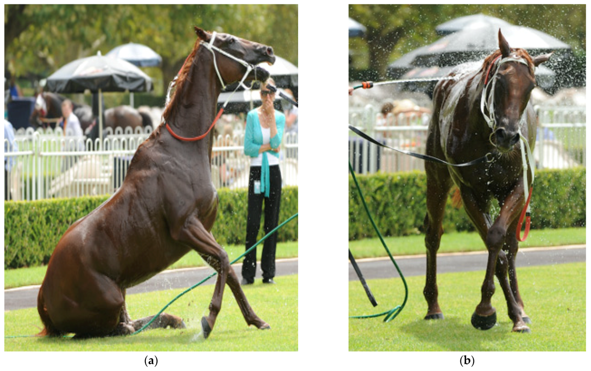 Animals 13 00610 g012a