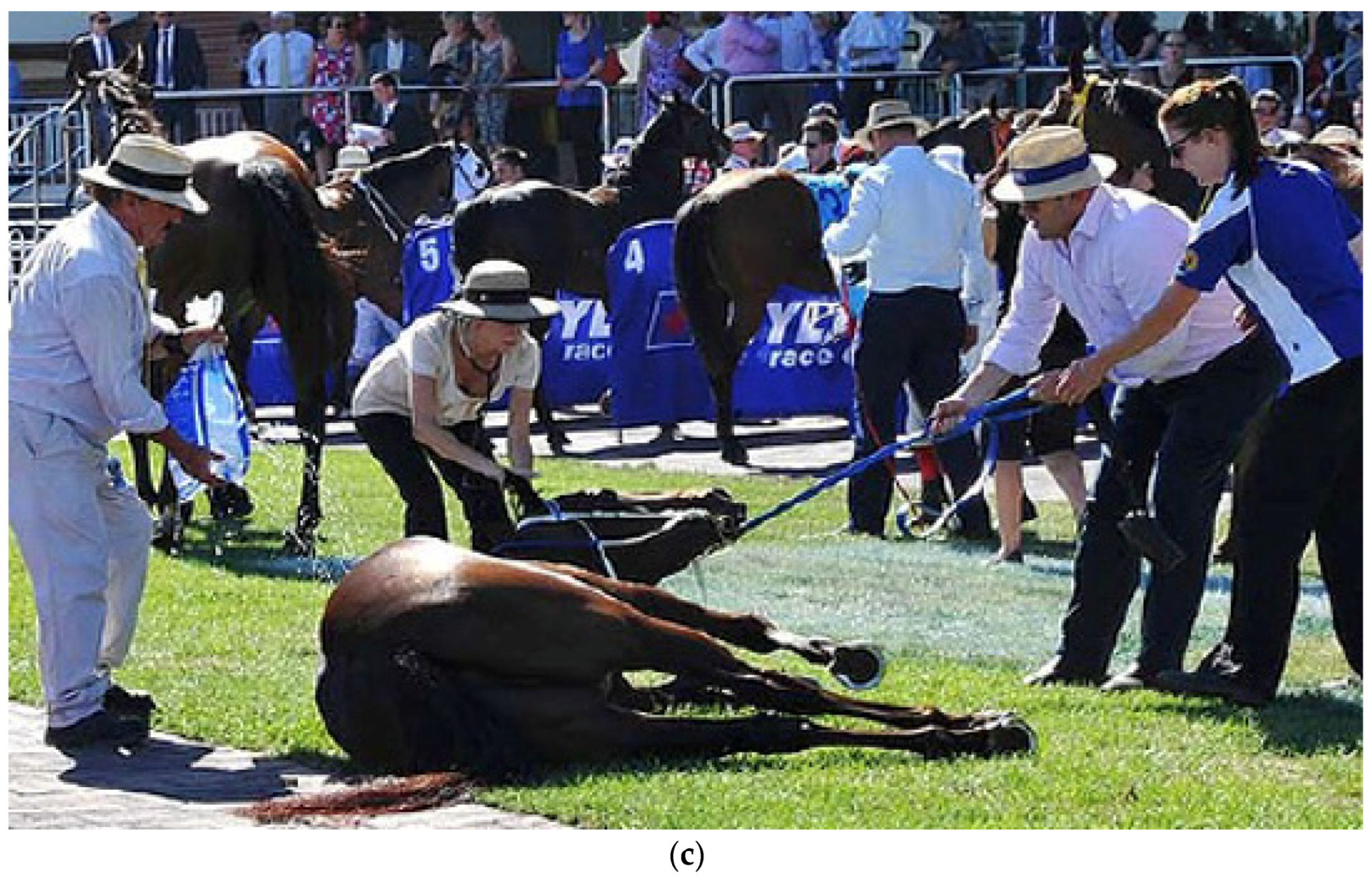 Animals 13 00610 g012b