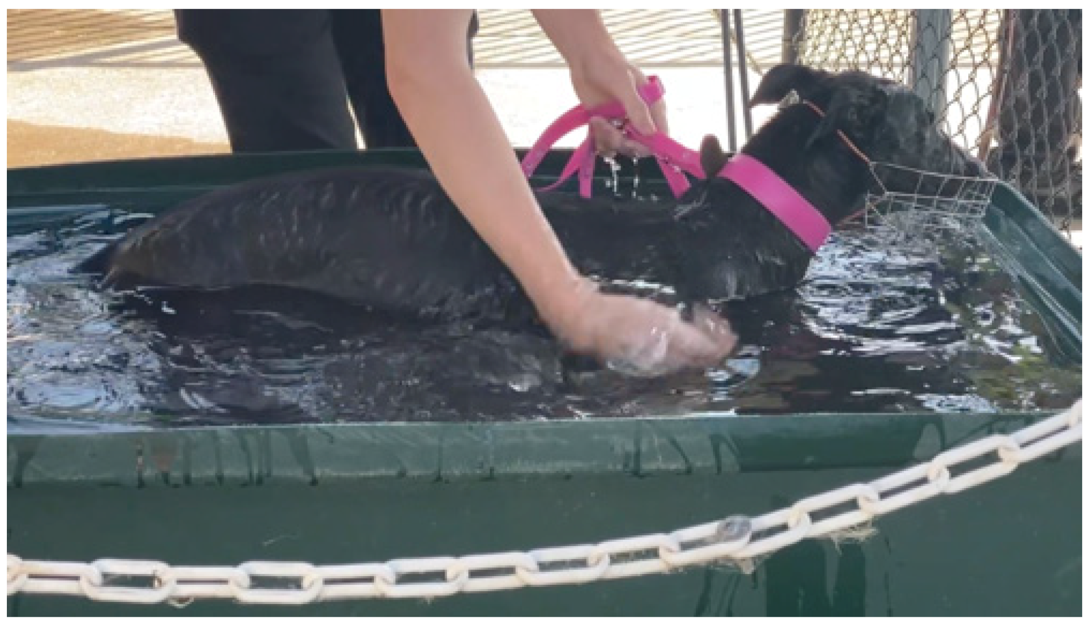 Animals 13 00610 g017