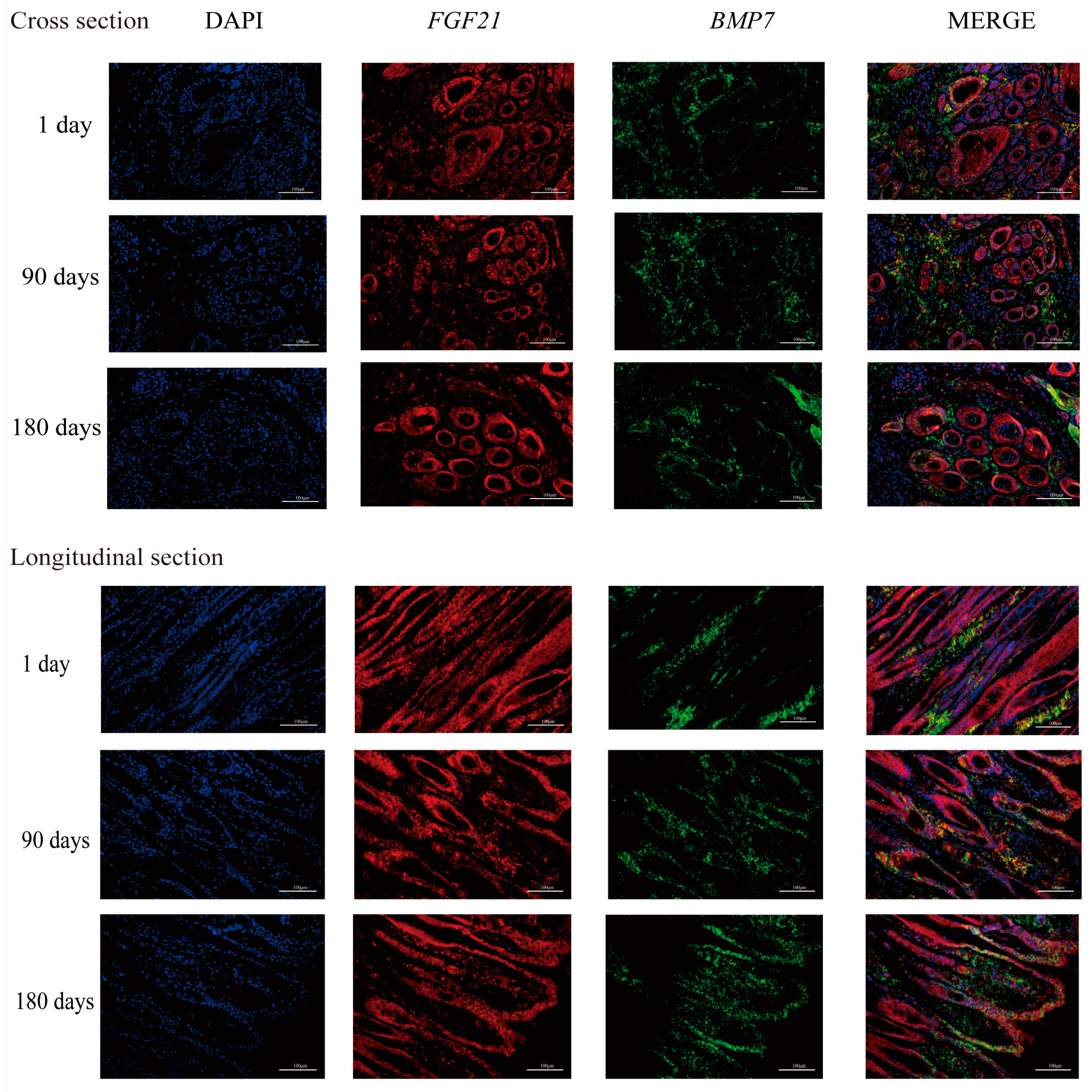 Animals 13 00617 g003