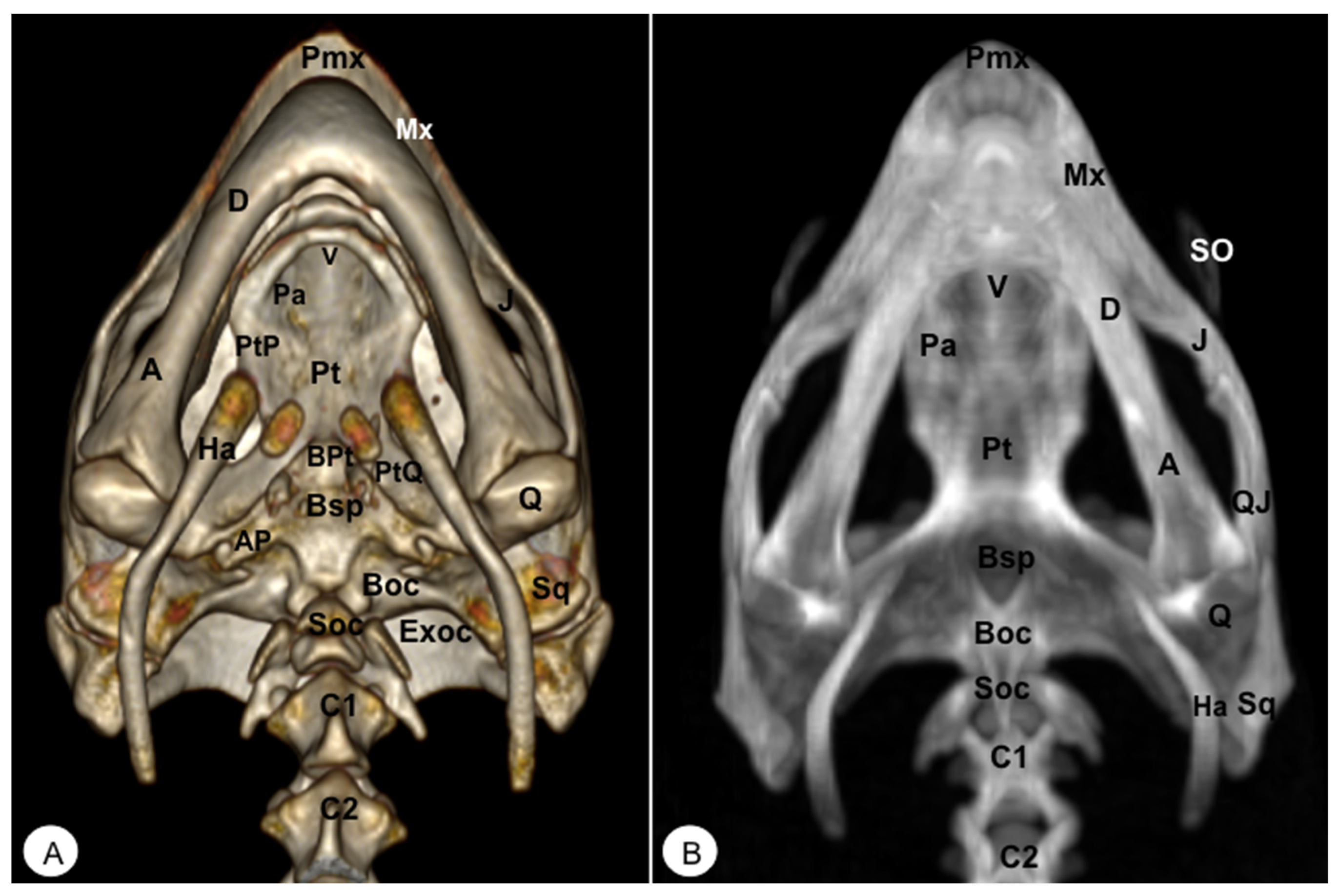 Animals 13 00621 g004