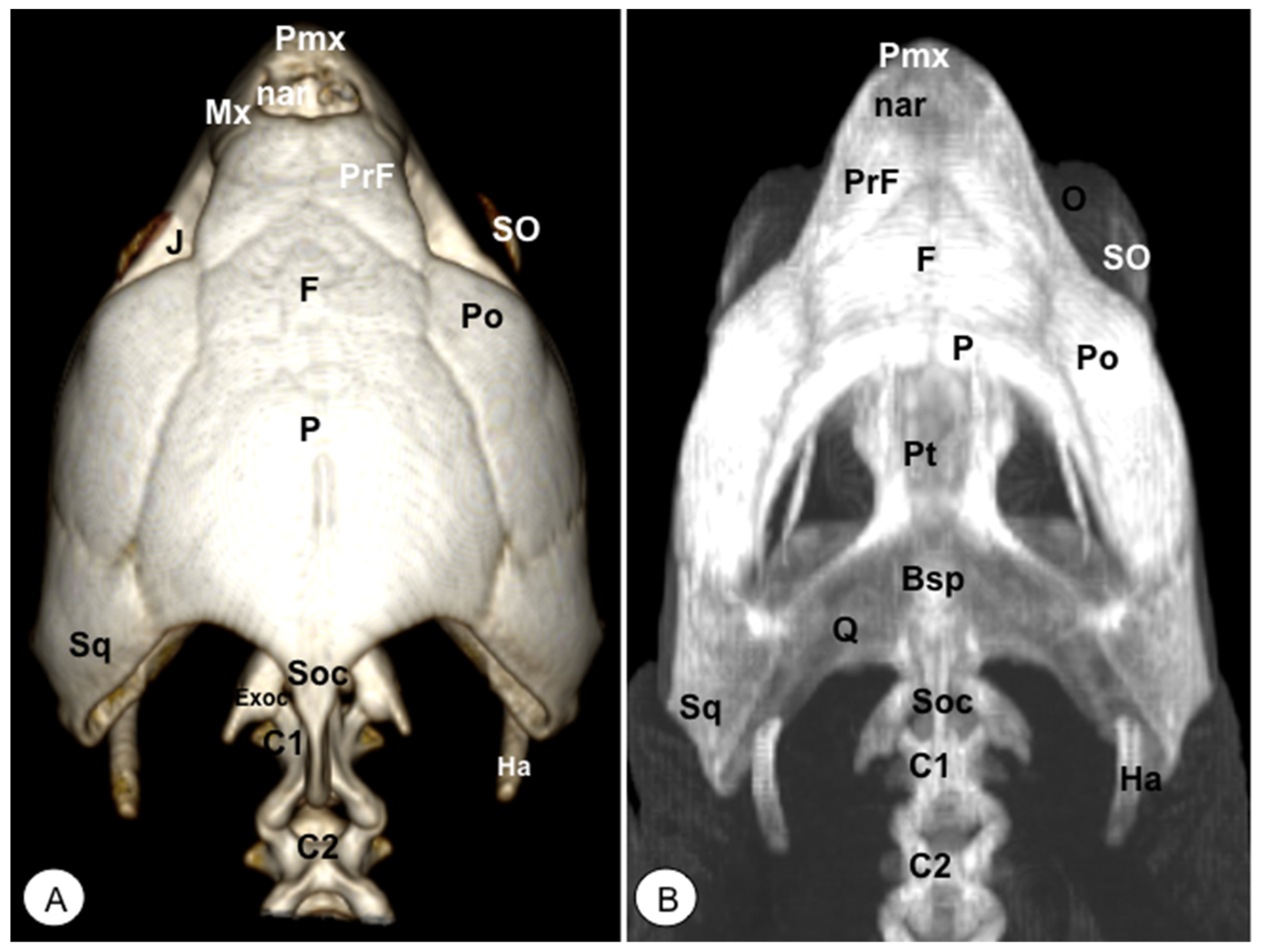 Animals 13 00621 g005