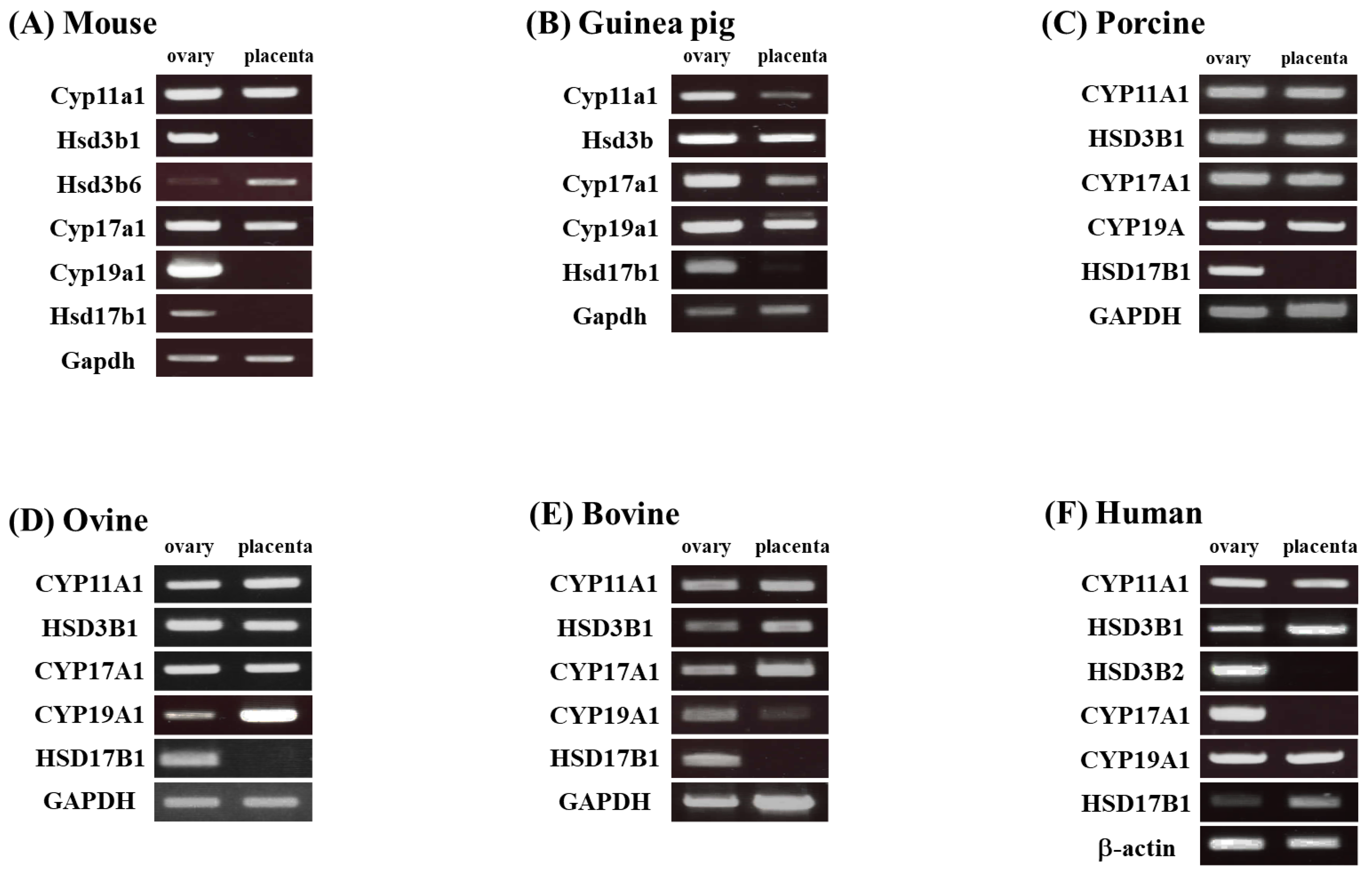 Animals 13 00622 g002