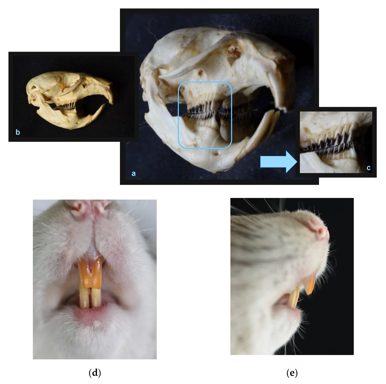 Animals 13 00629 g001