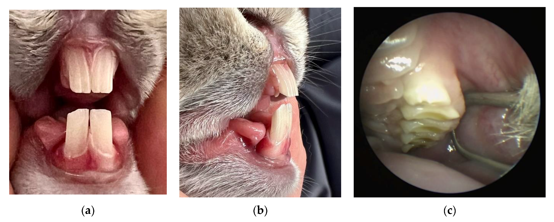 Animals 13 00629 g002