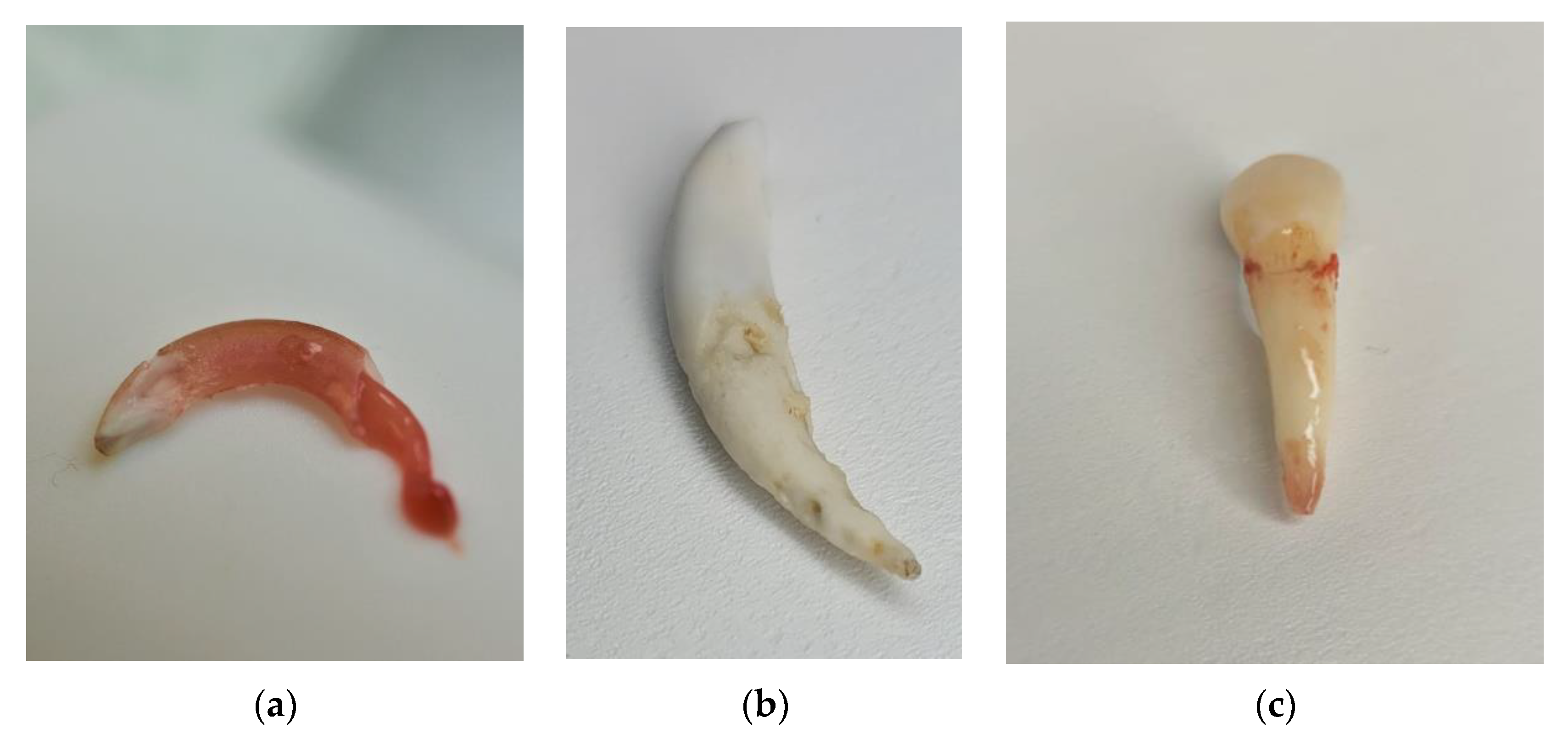 Animals 13 00629 g003