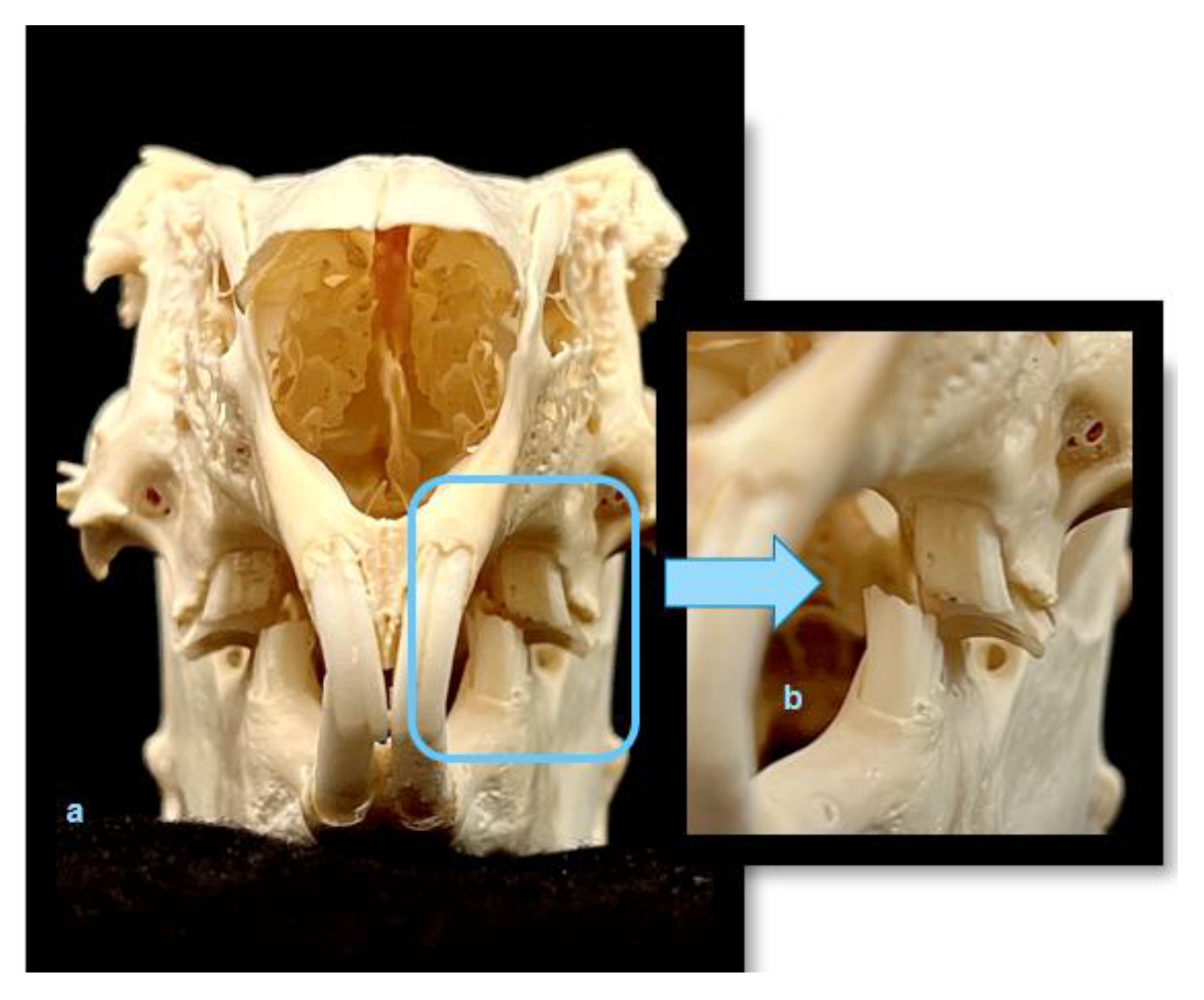 Animals 13 00629 g004