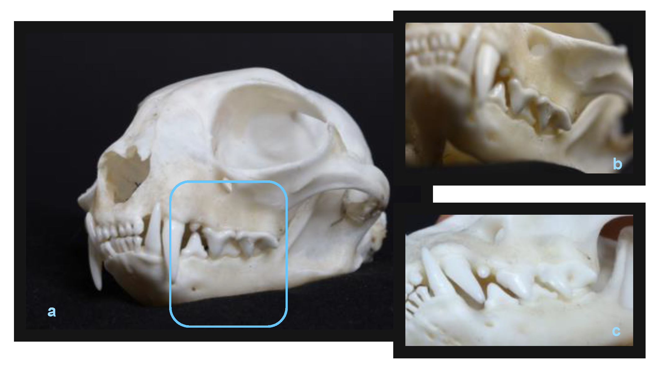 Animals 13 00629 g005