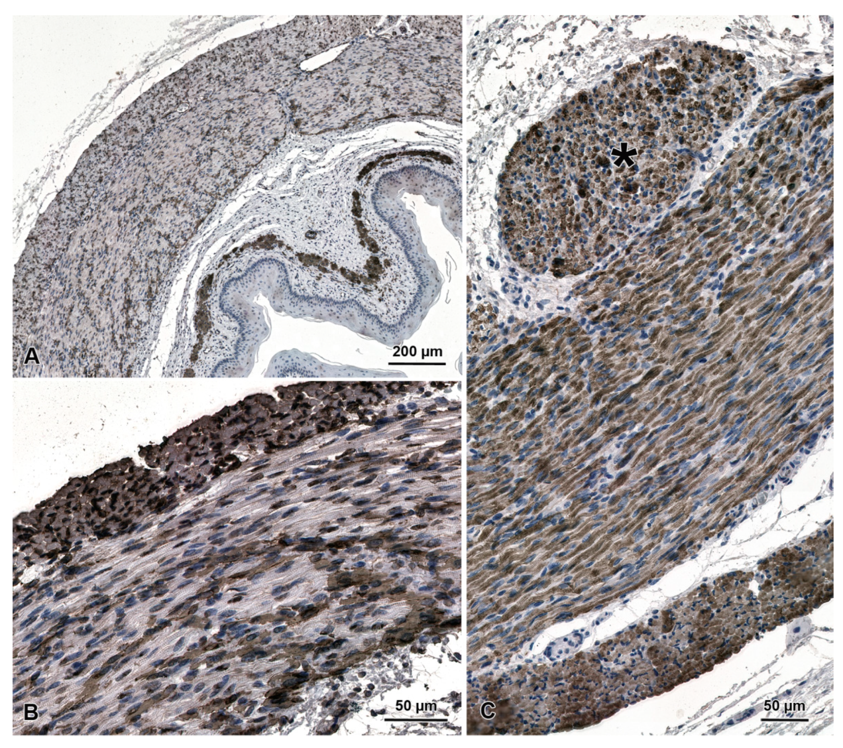 Animals 13 00635 g002