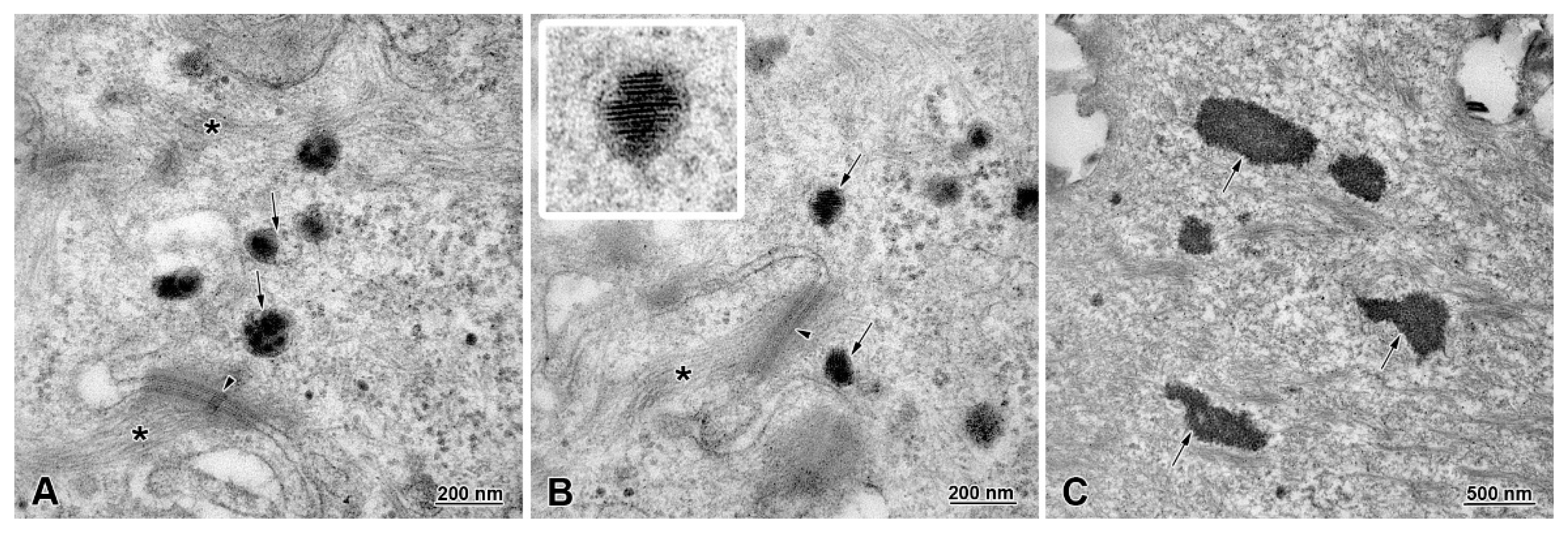 Animals 13 00635 g006