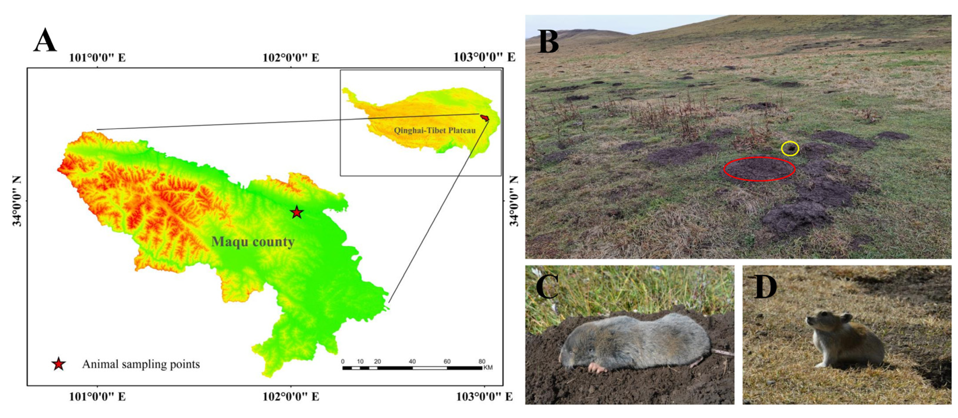 Animals 13 00640 g001 Animals 13 00640 g001