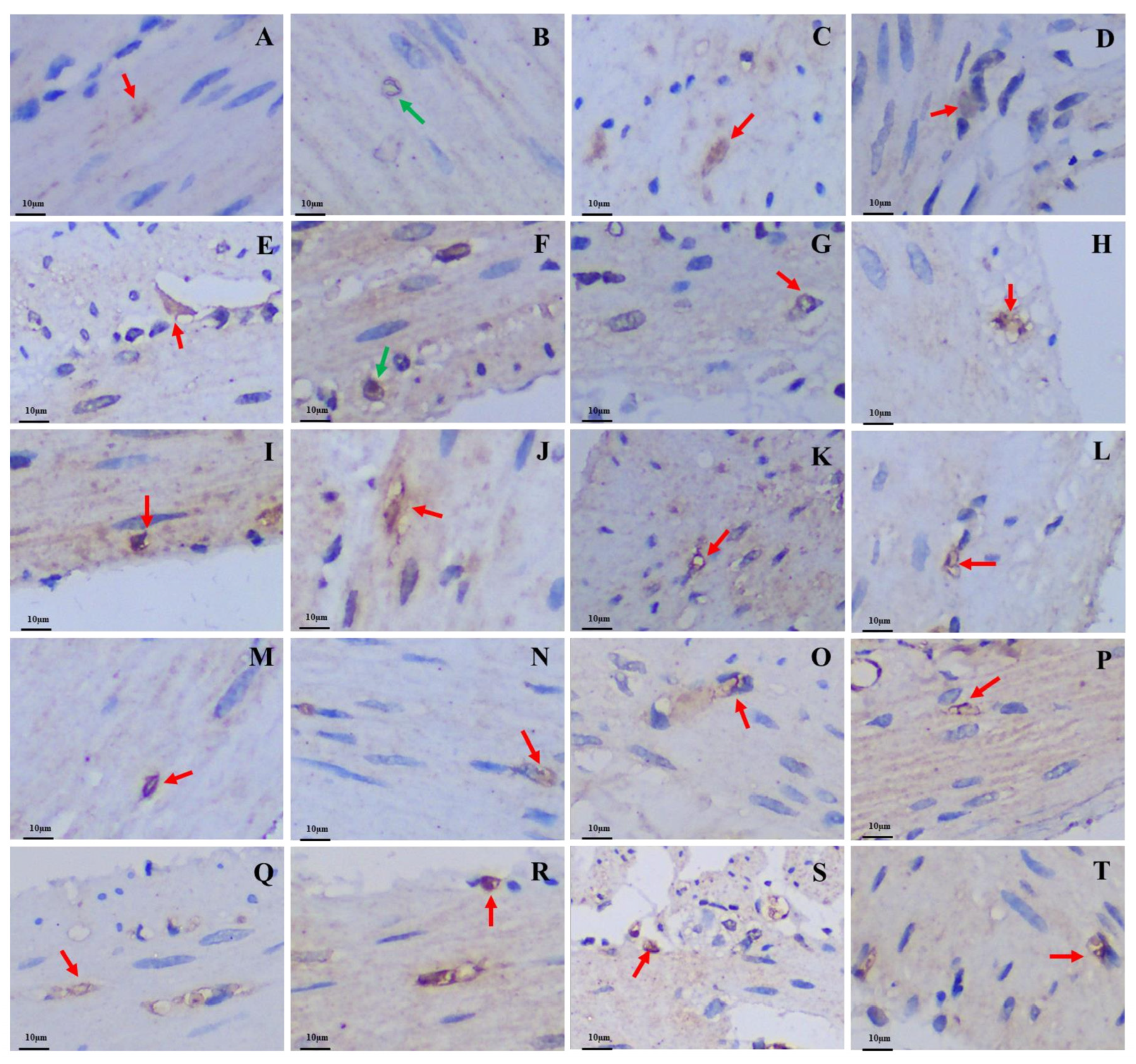 Animals 13 00640 g006 Animals 13 00640 g006