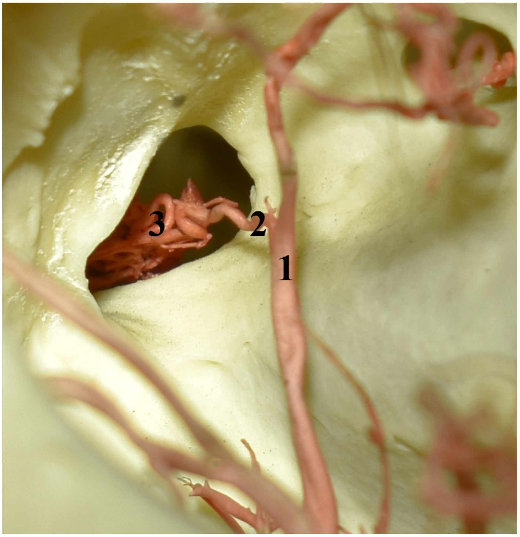 Animals 13 00644 g006