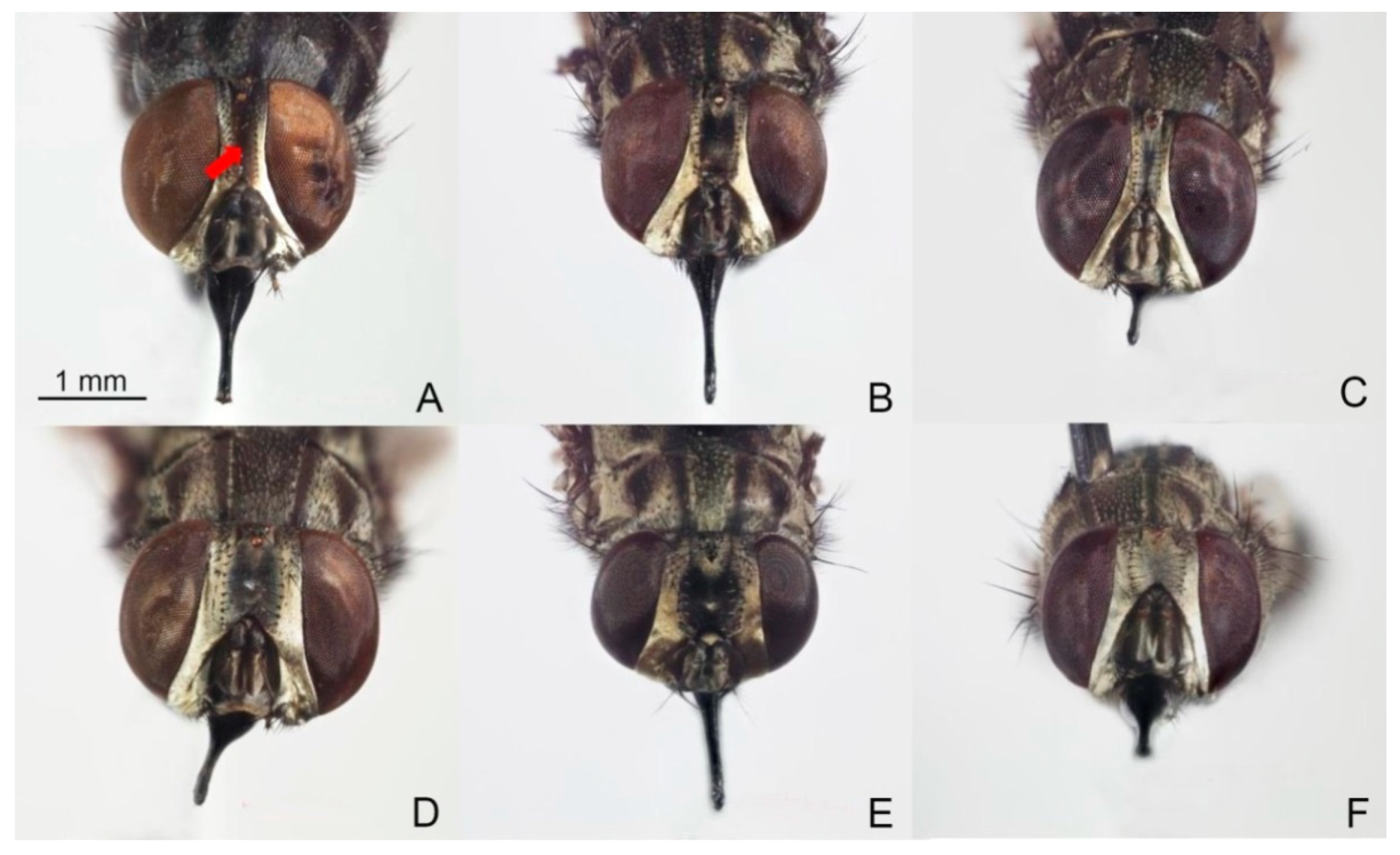 Animals 13 00647 g002