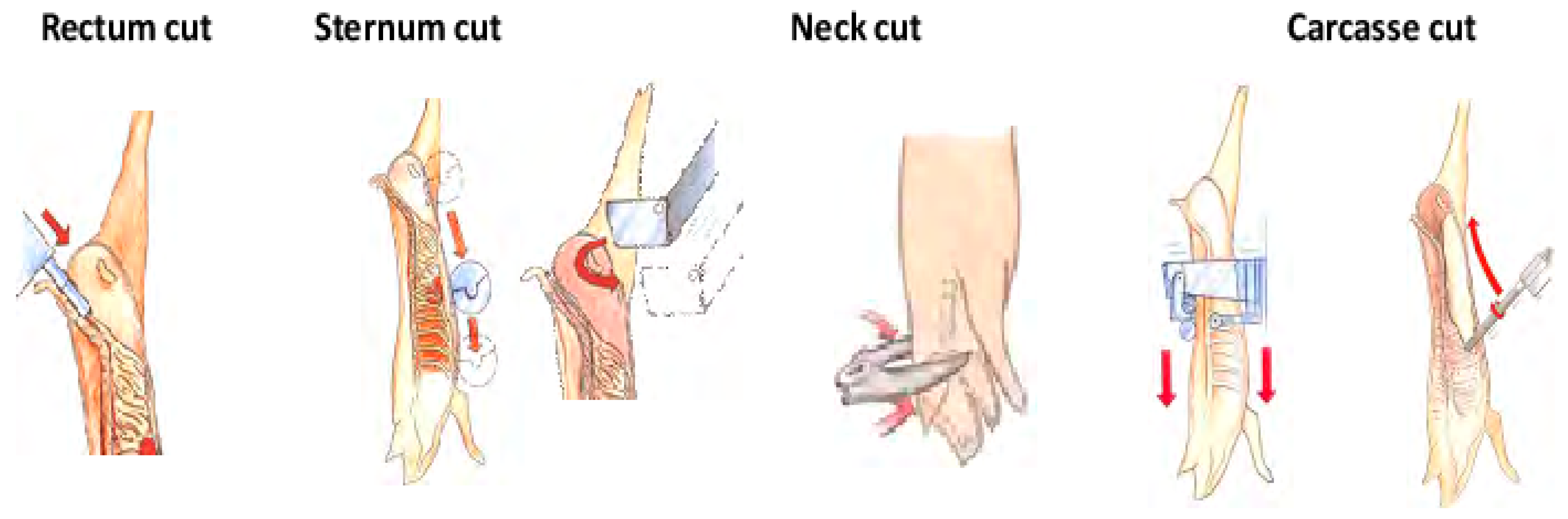 Animals 13 00651 g001