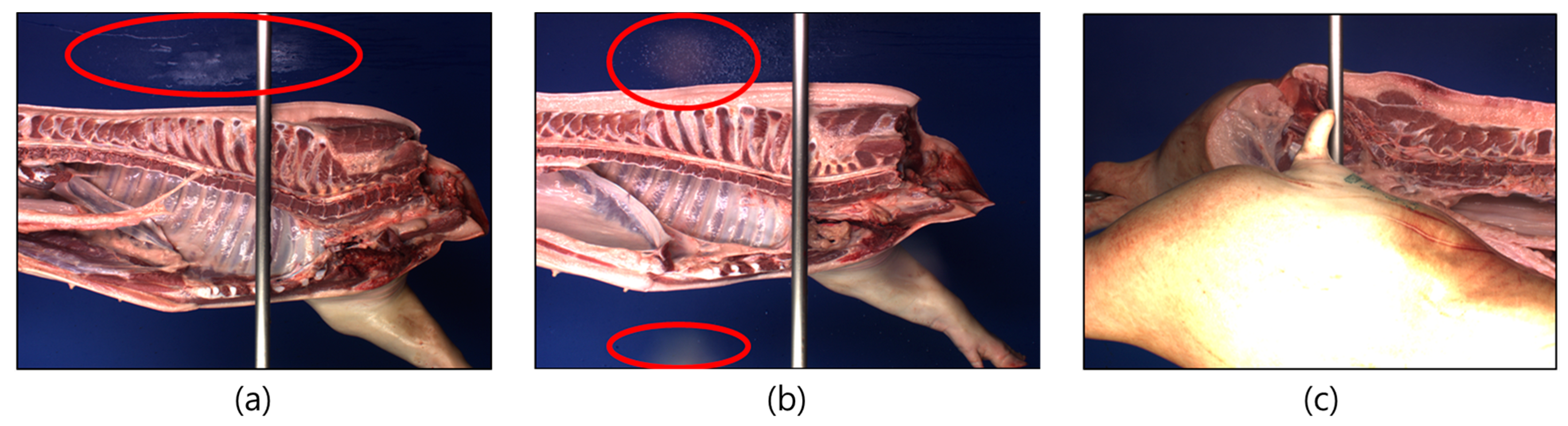 Animals 13 00651 g011