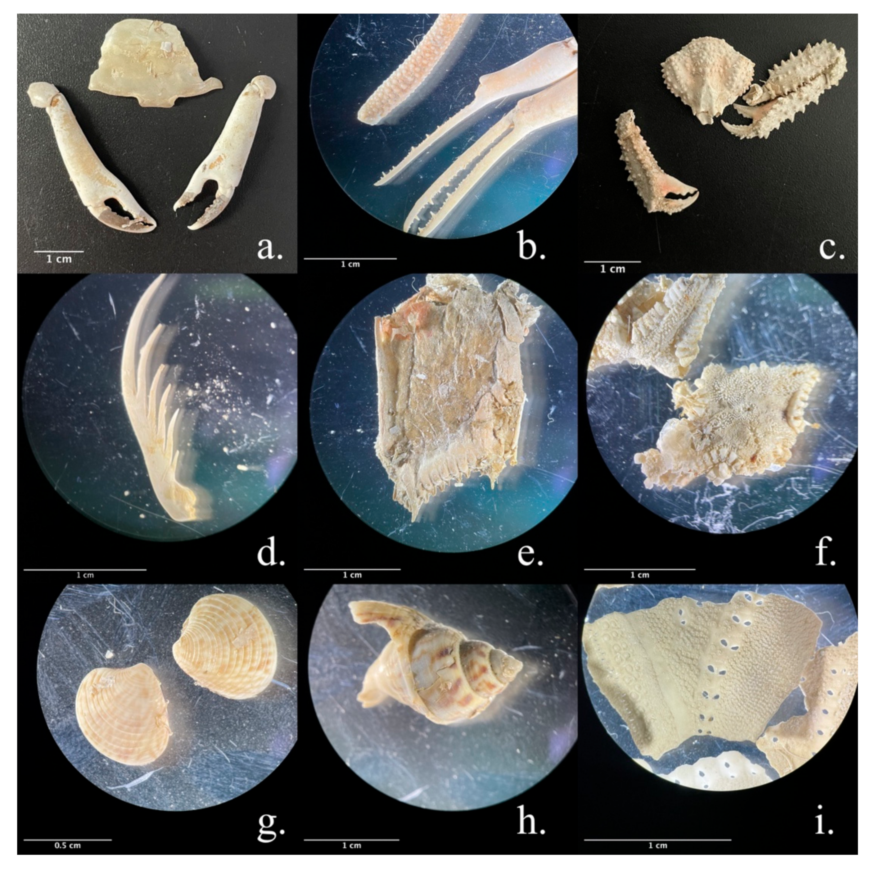 Animals 13 00654 g004