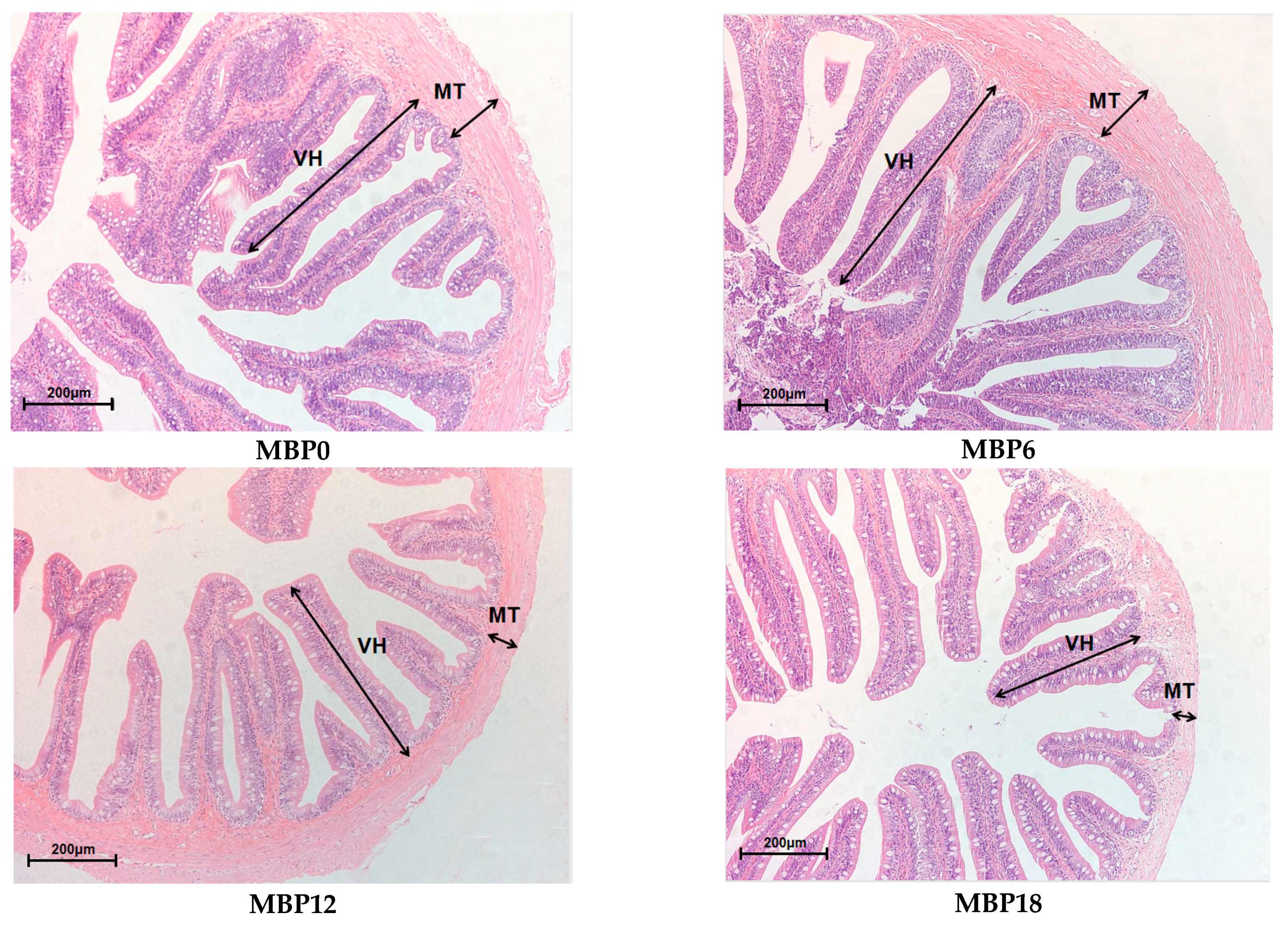 Animals 13 00681 g001