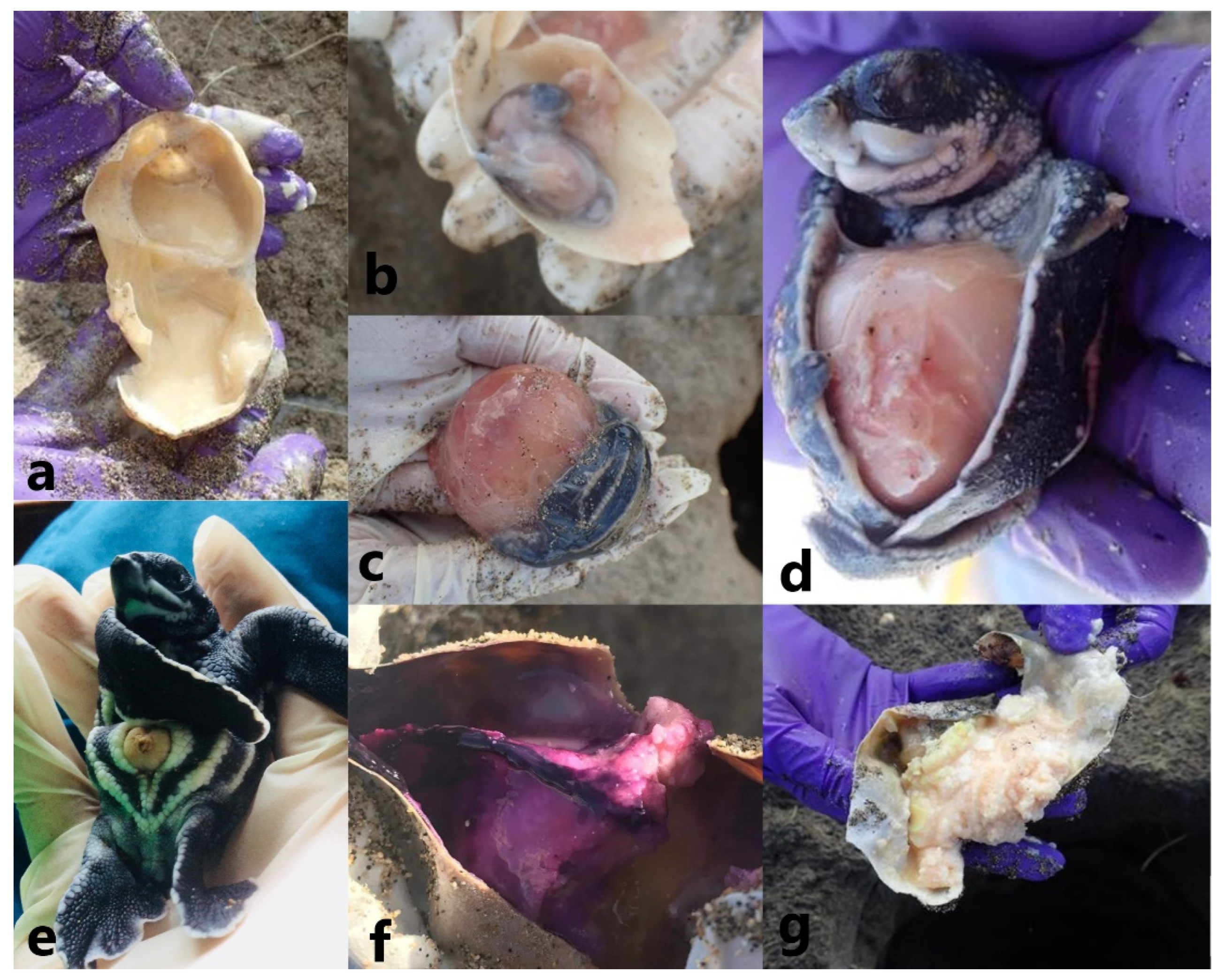 Animals 13 00685 g002