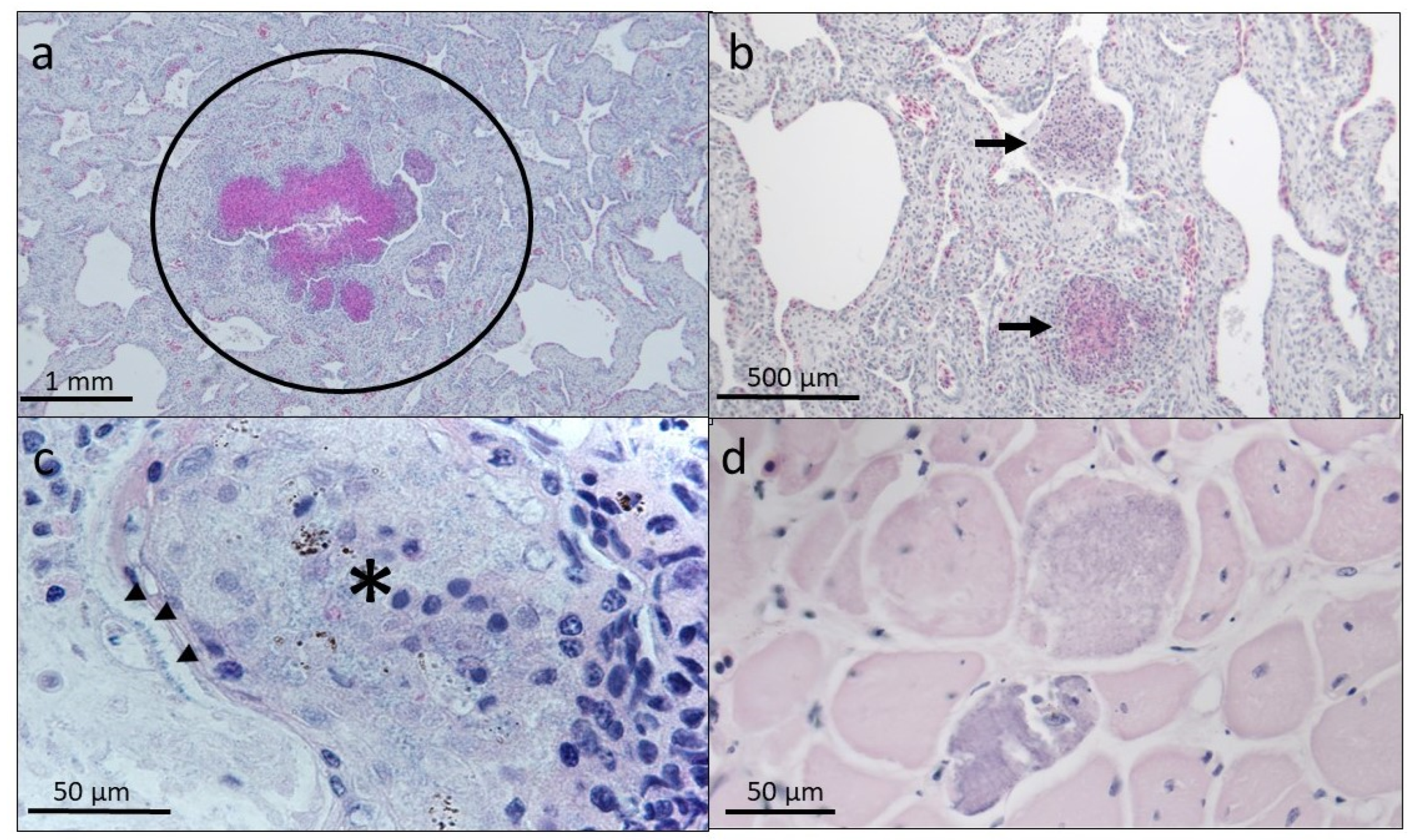 Animals 13 00685 g004