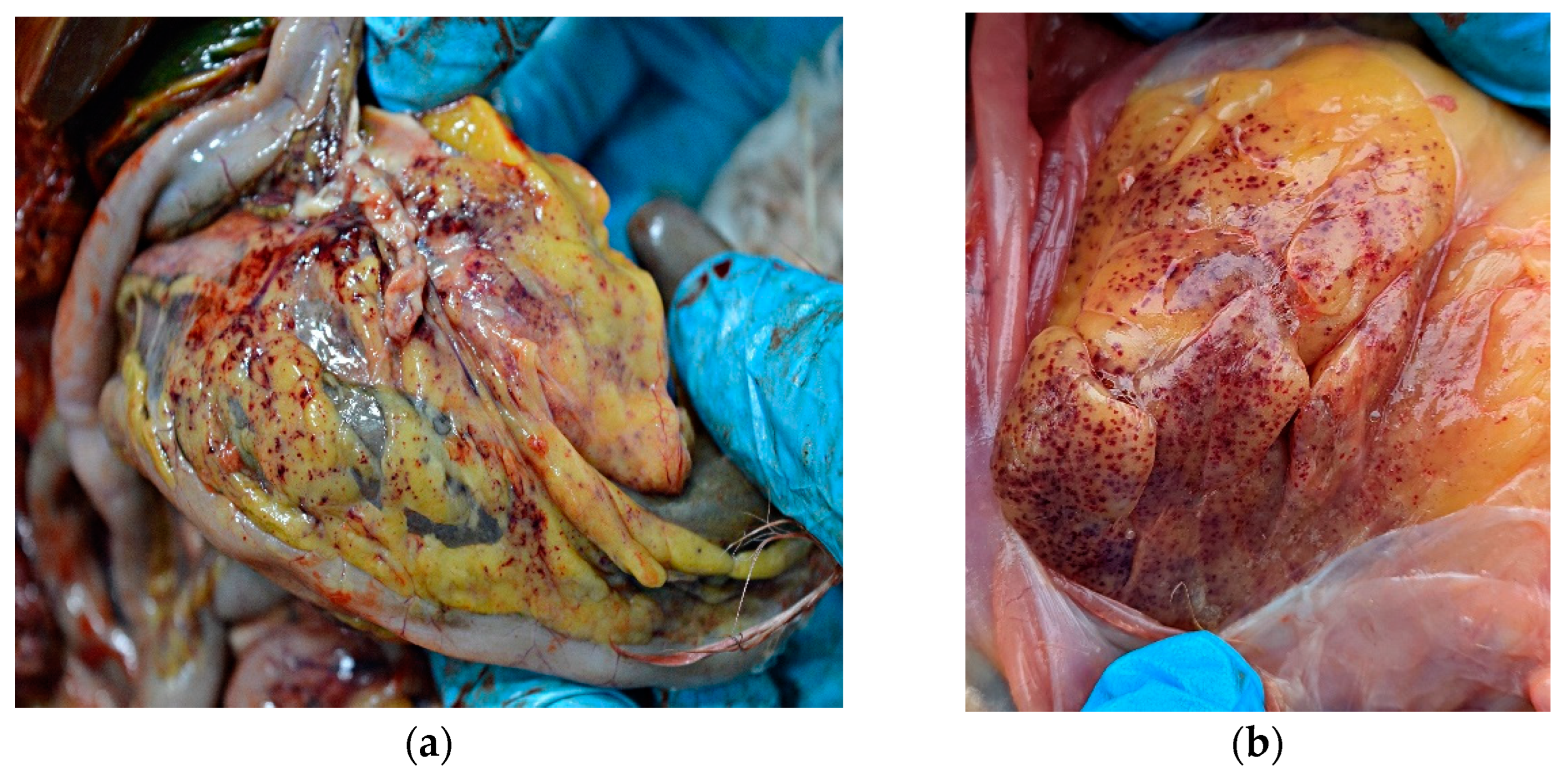 Animals 13 00700 g002