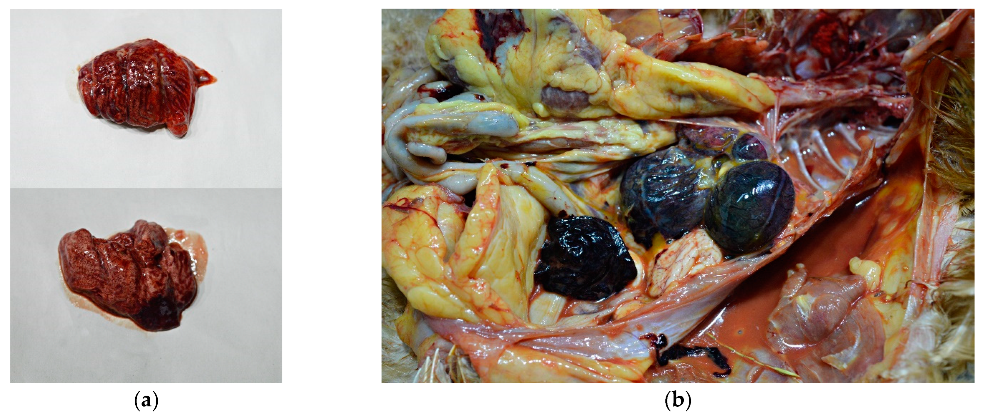 Animals 13 00700 g004