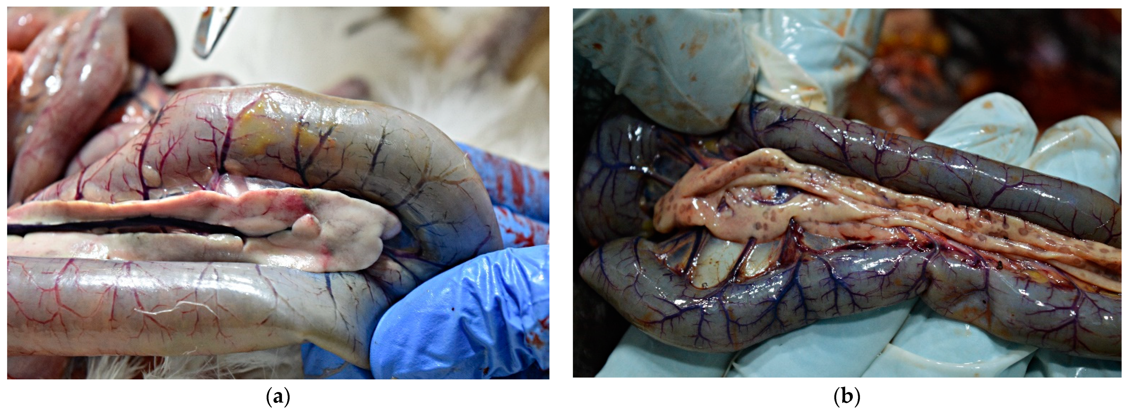 Animals 13 00700 g005