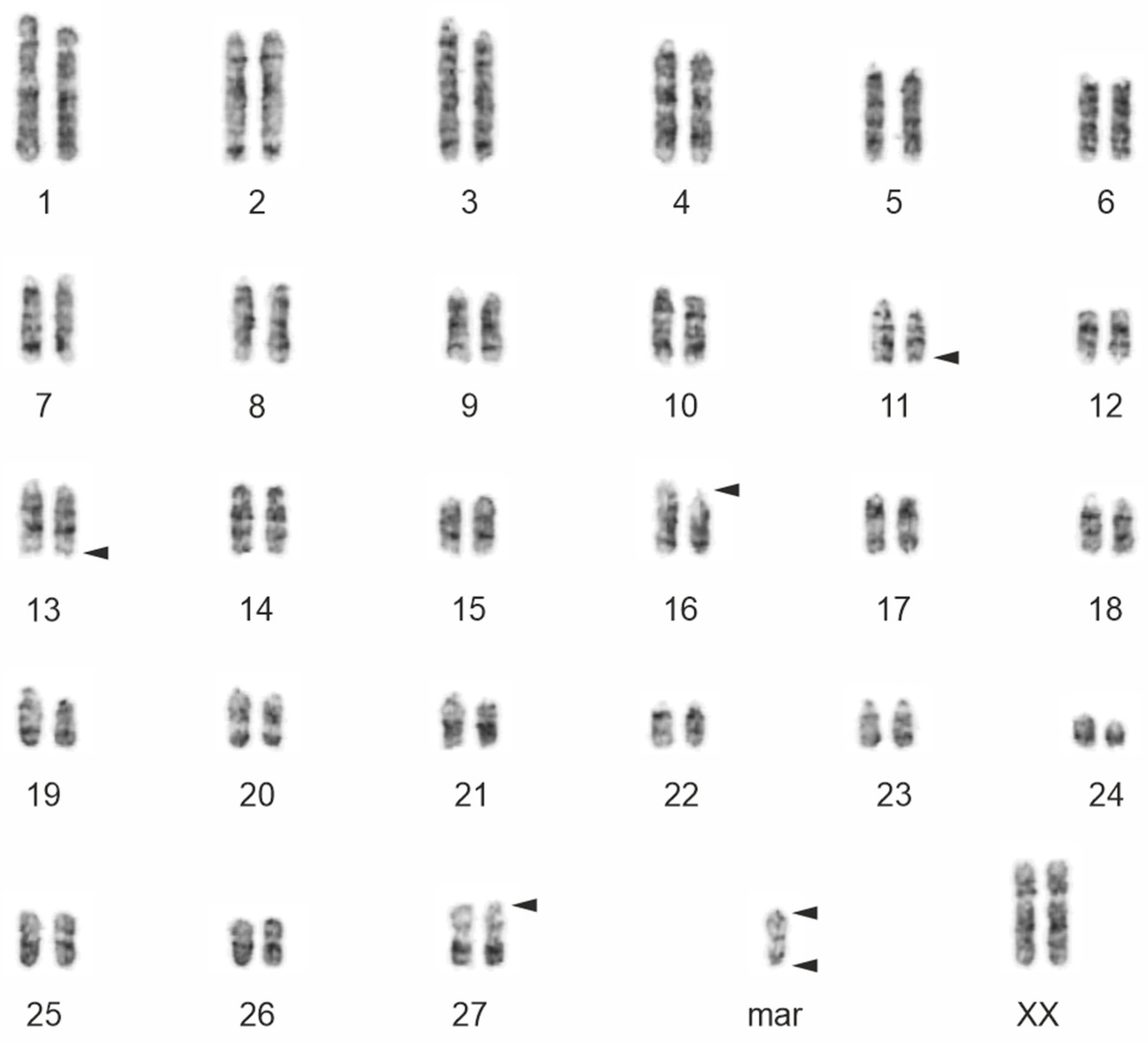 Animals 13 00701 g002