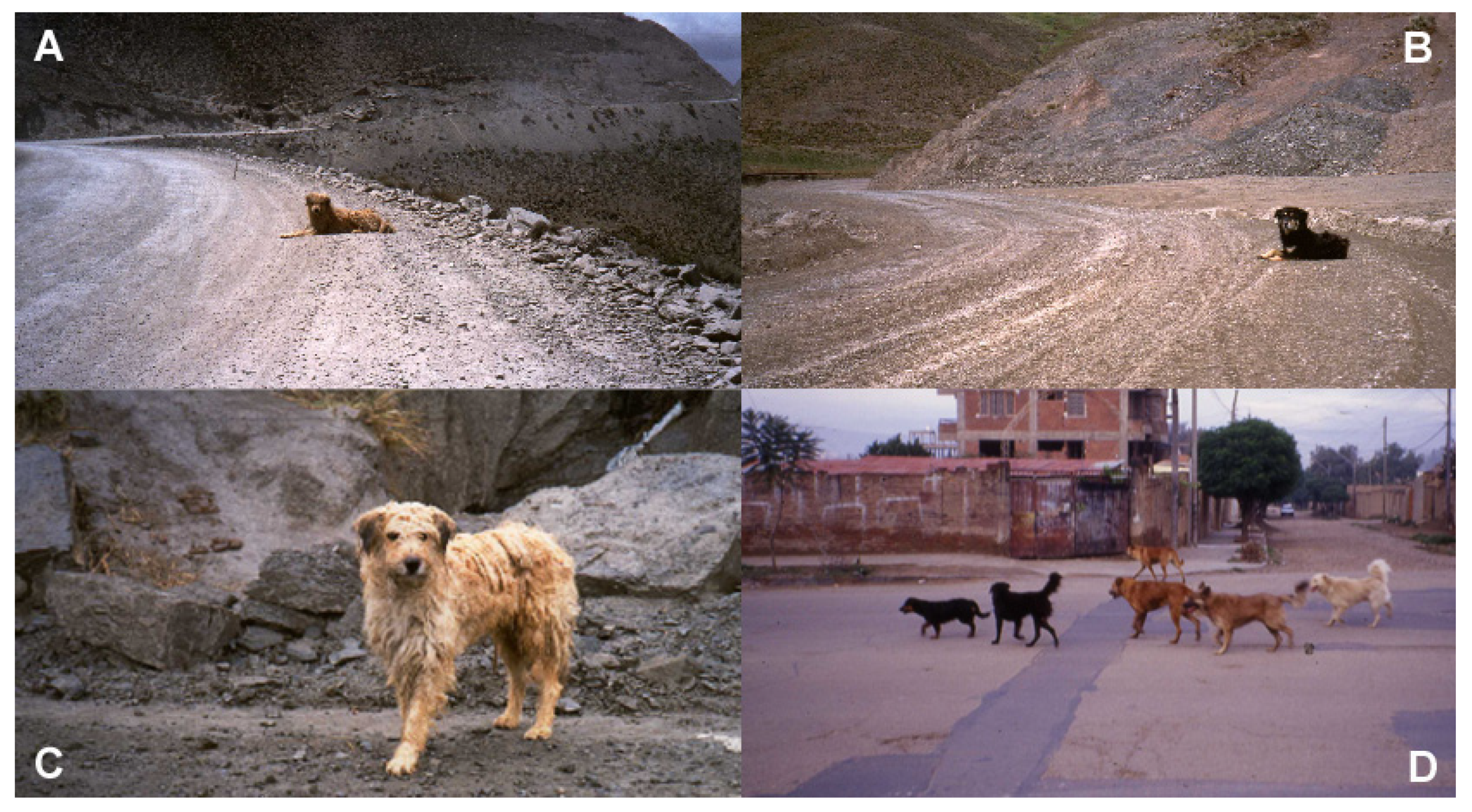 Animals 13 00704 g001 Animals 13 00704 g001