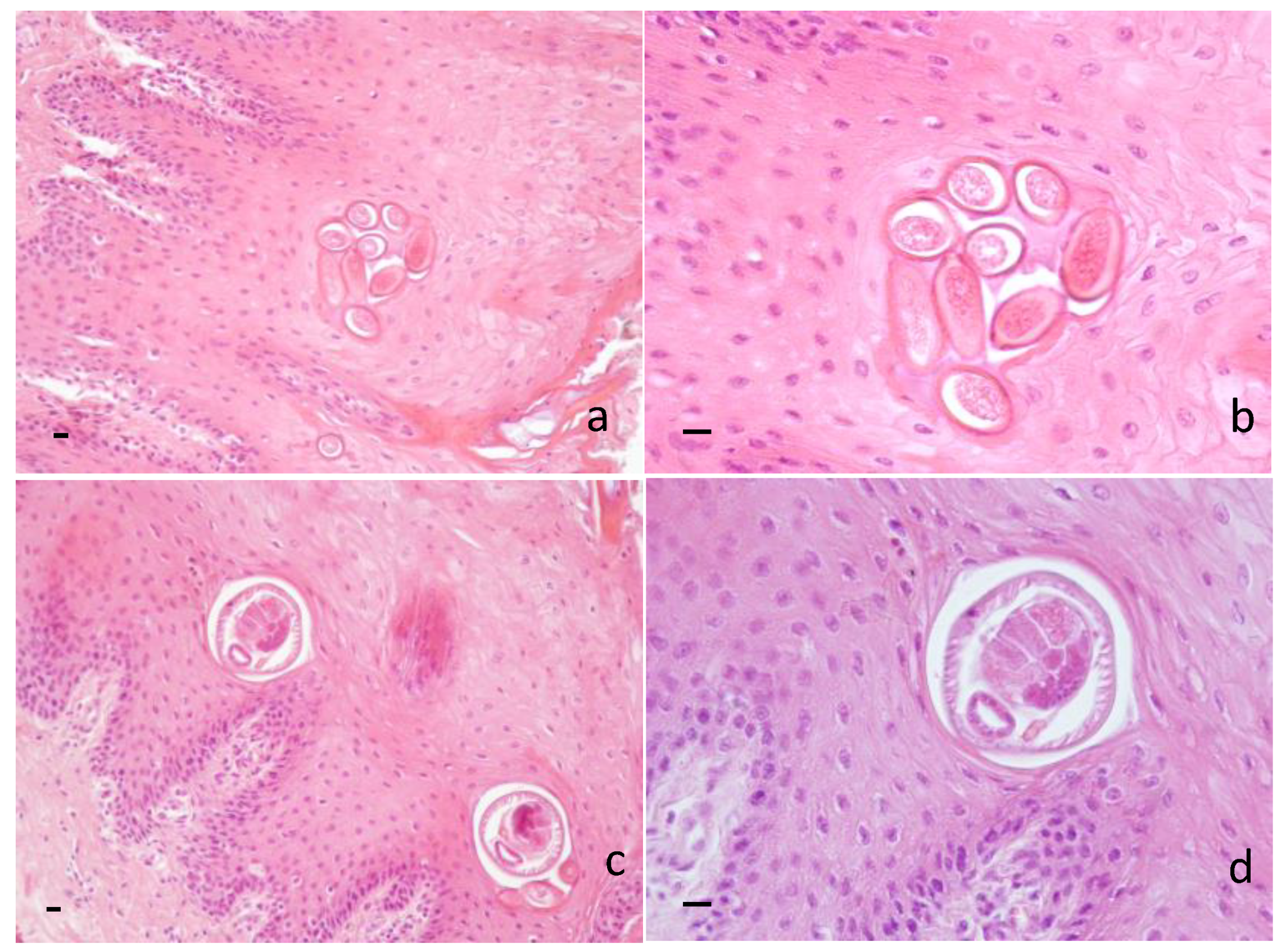 Animals 13 00706 g002