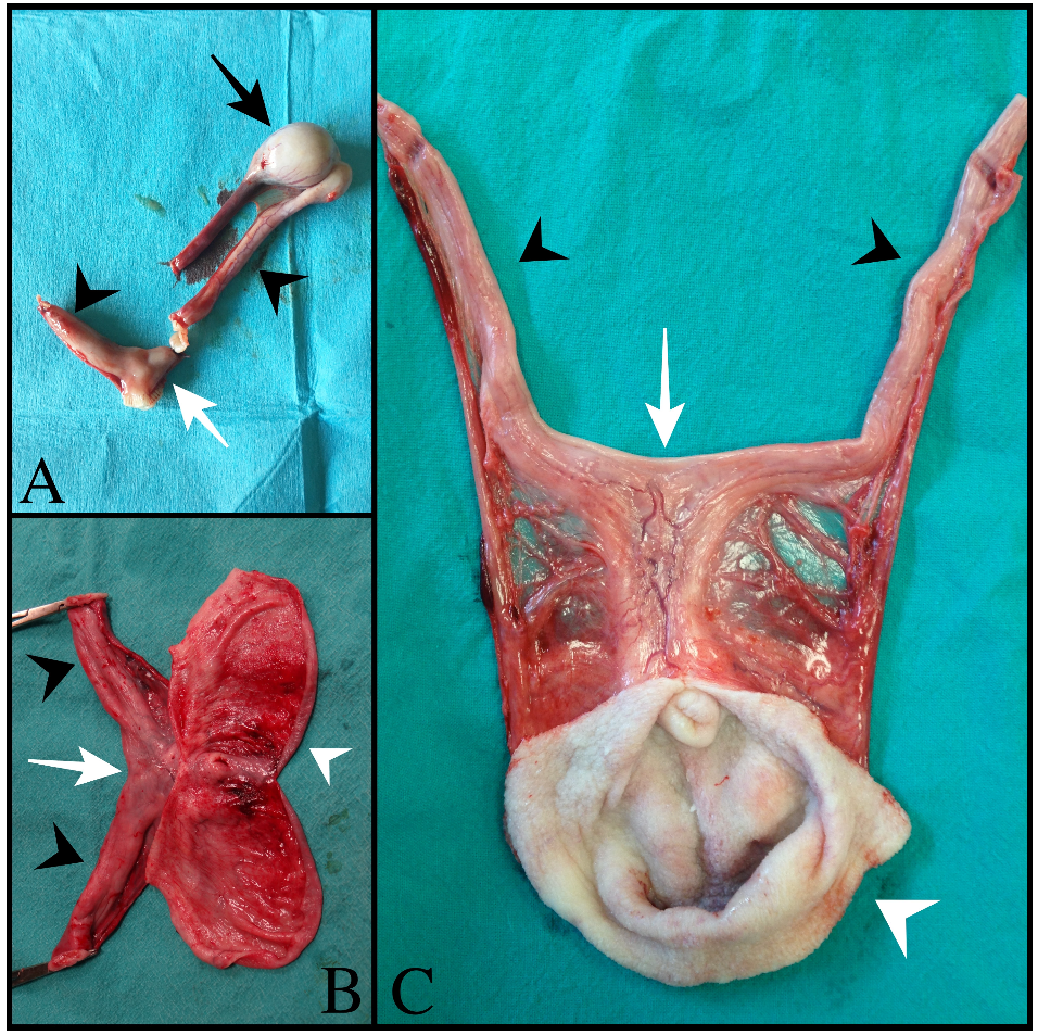 Animals 13 00710 g002 Animals 13 00710 g002