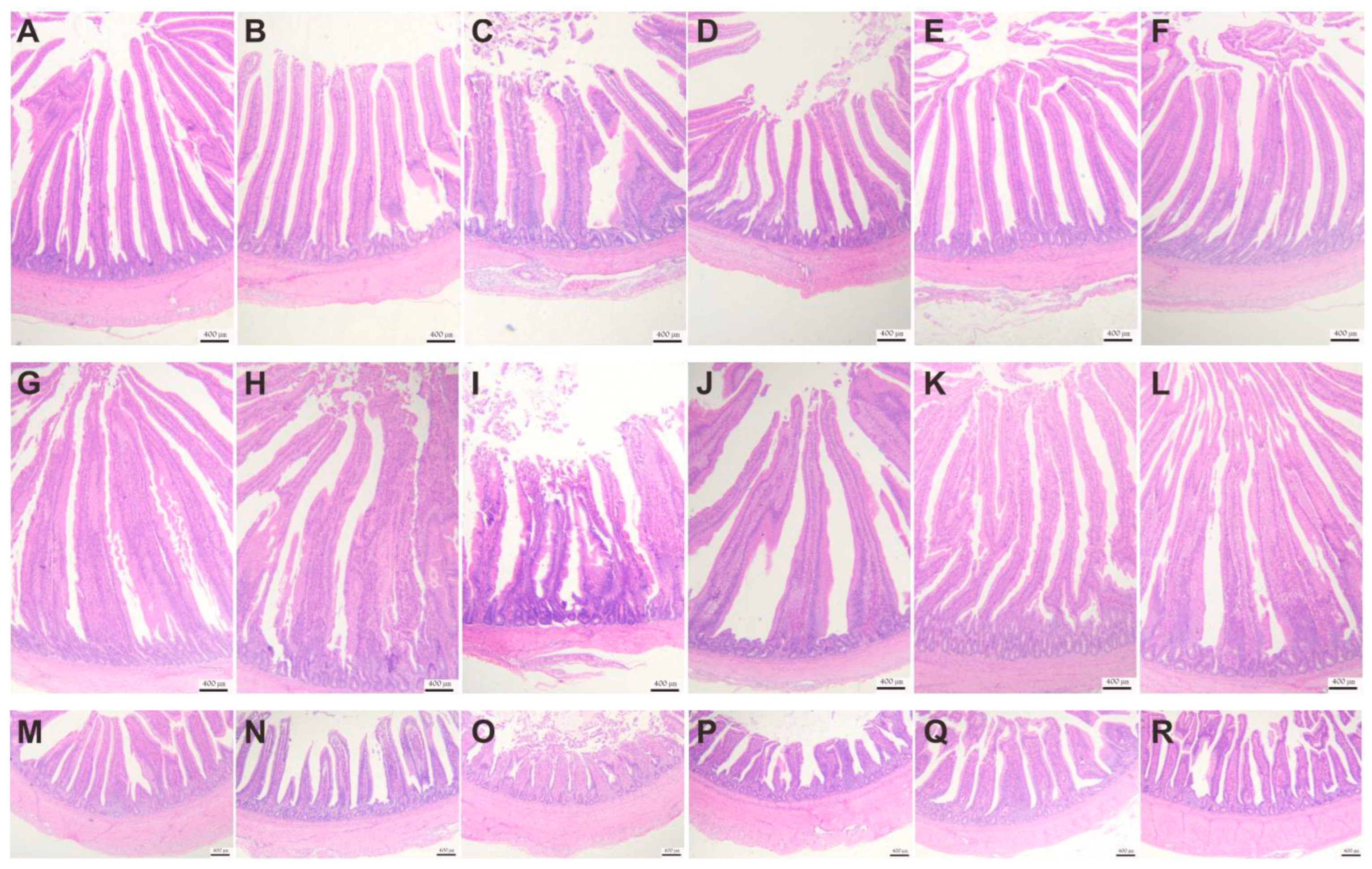 Animals 13 00711 g003